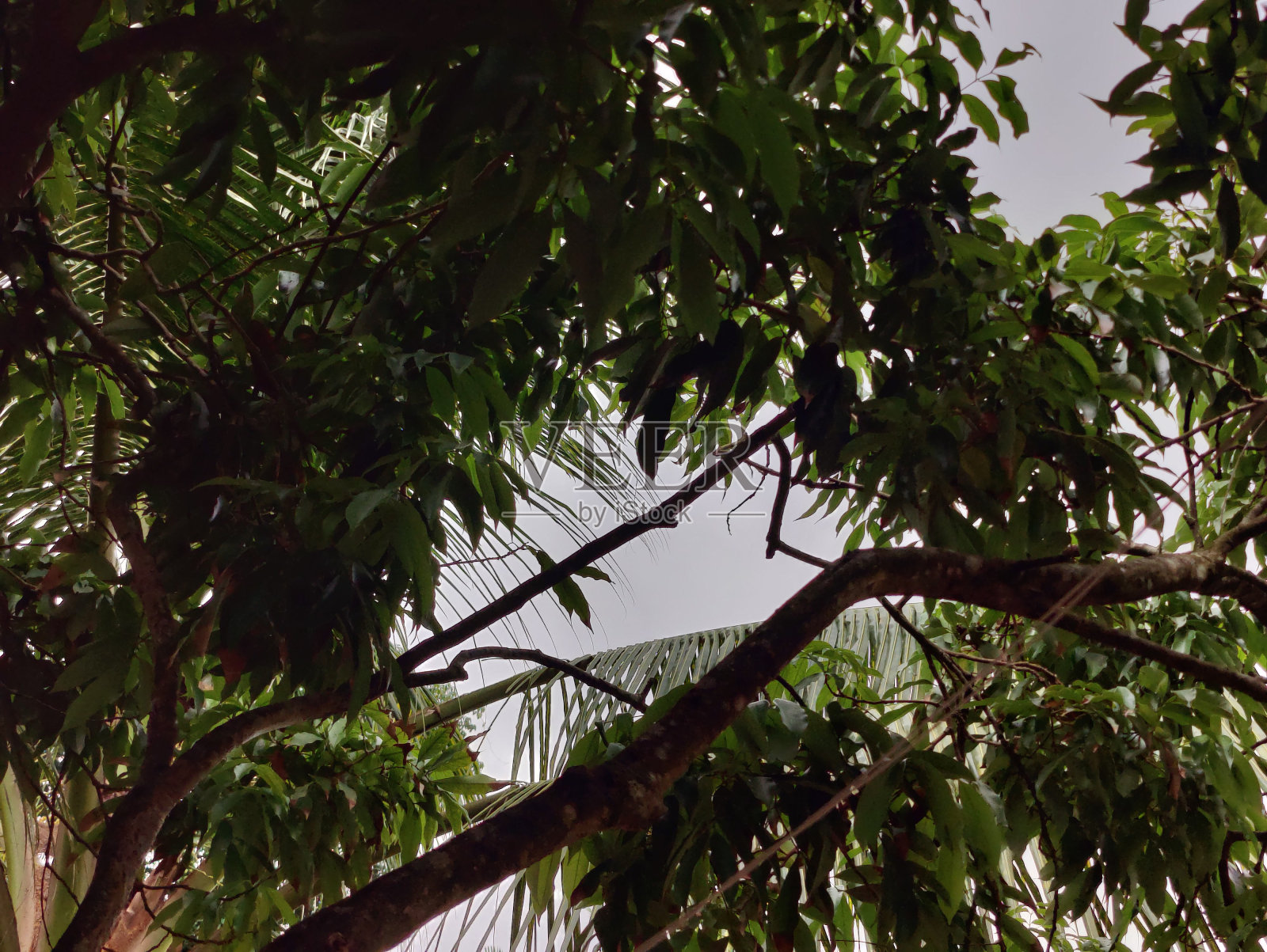 村里风景秀丽，树青天照片摄影图片