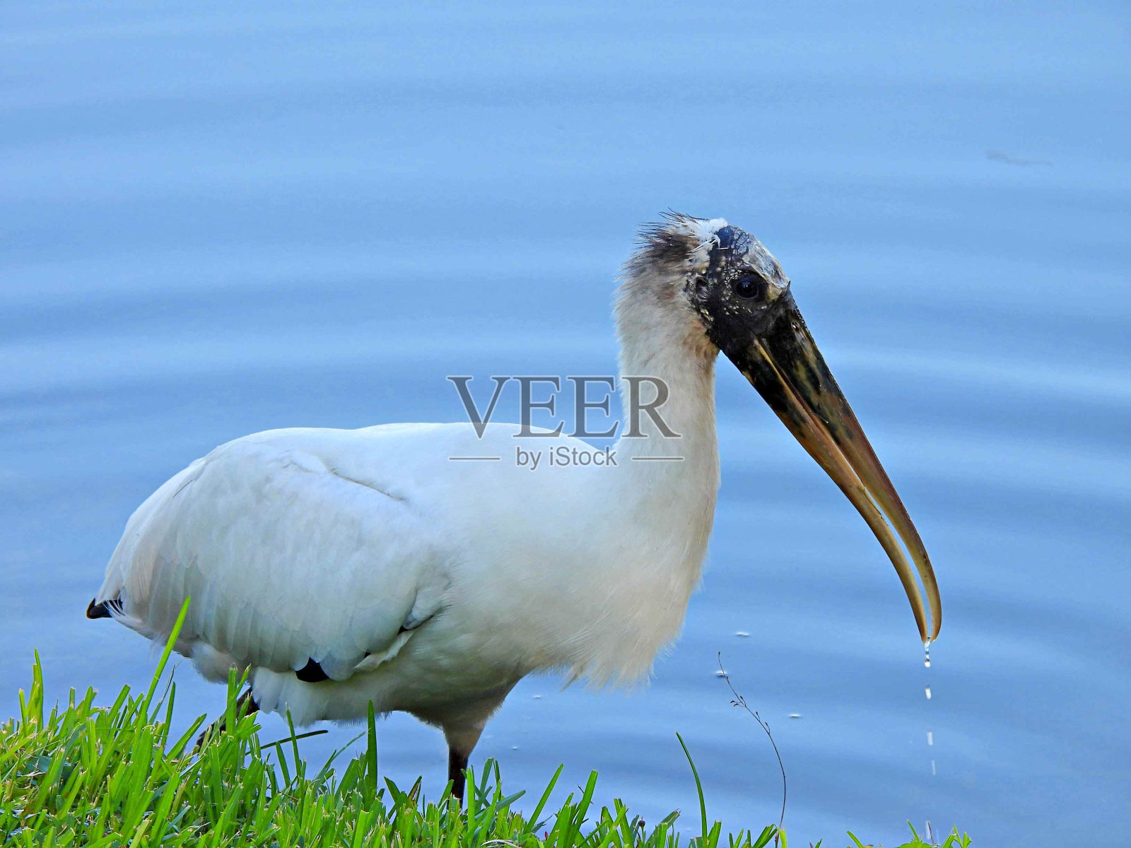 木鹳(美国菌科)-在水边觅食照片摄影图片