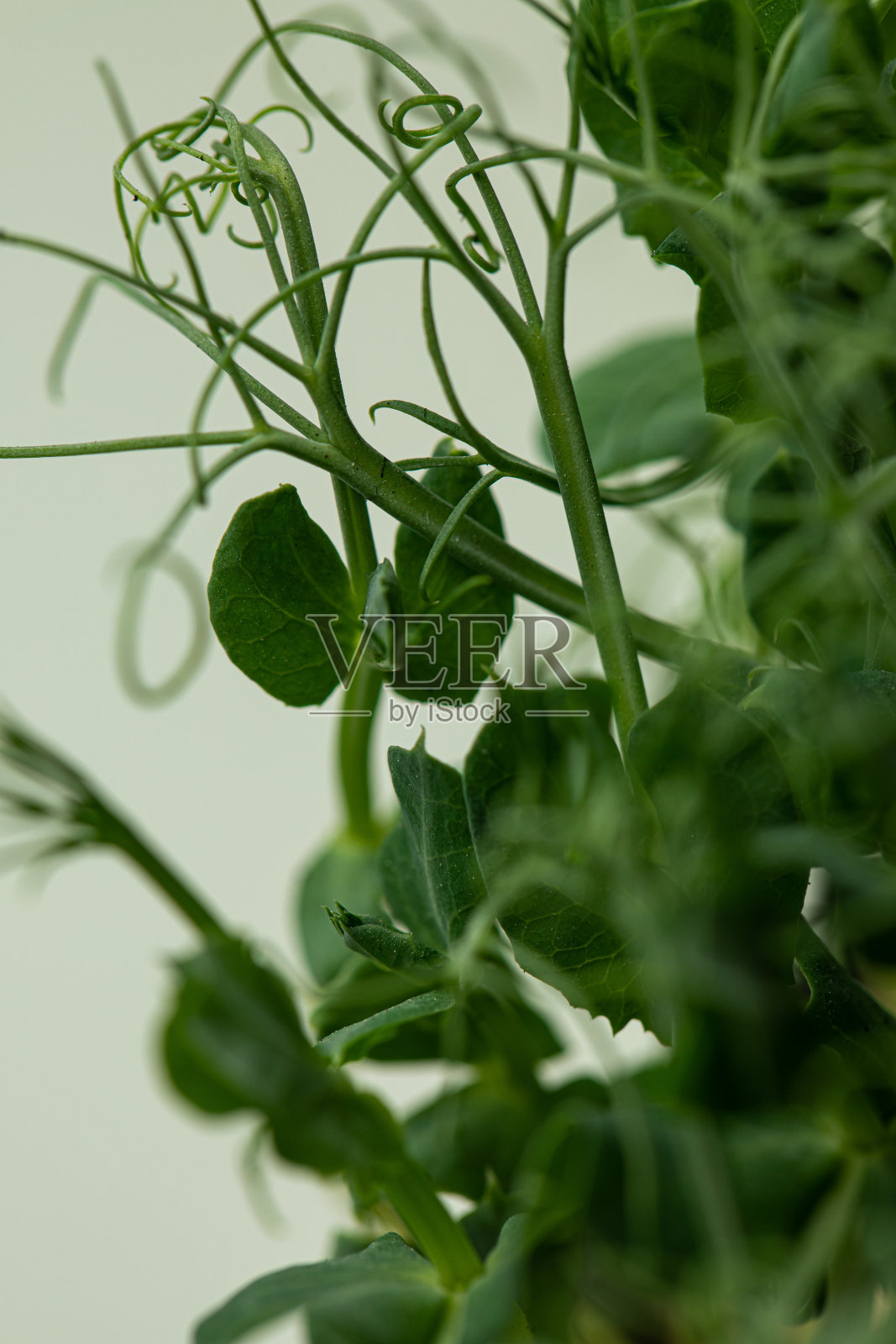 散景绿背景女牵手树，聚焦公园花园树照片摄影图片