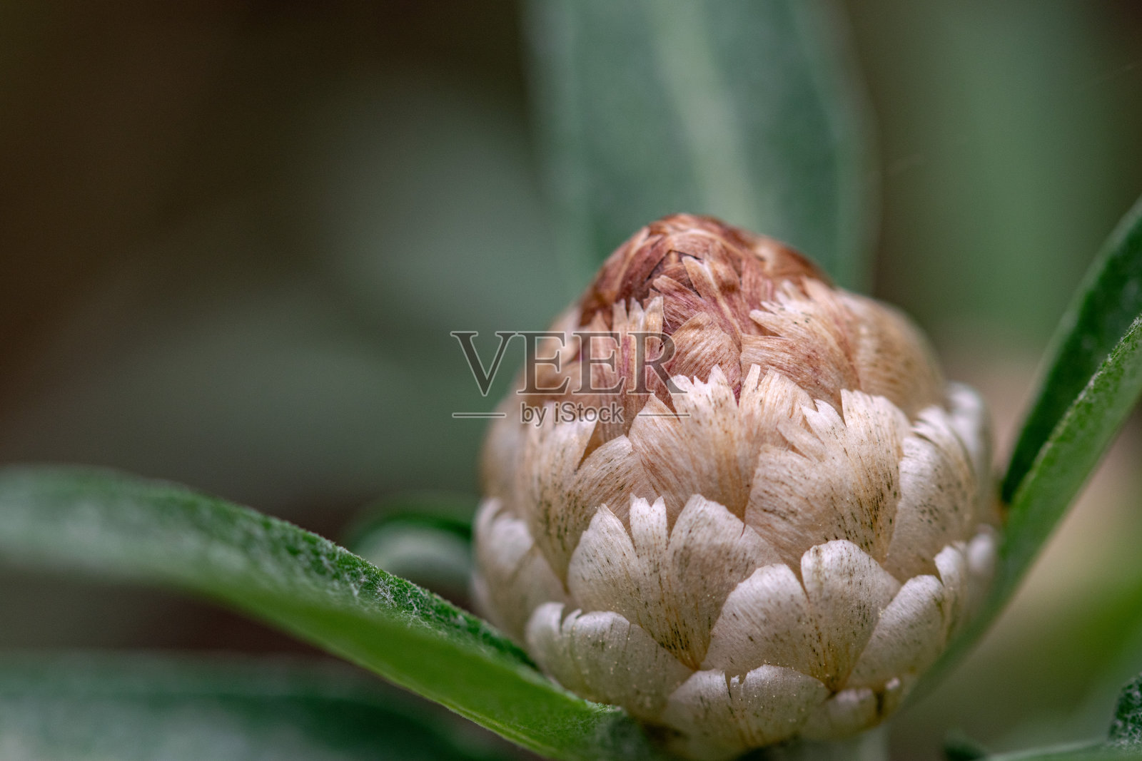 关闭宏观花球照片摄影图片