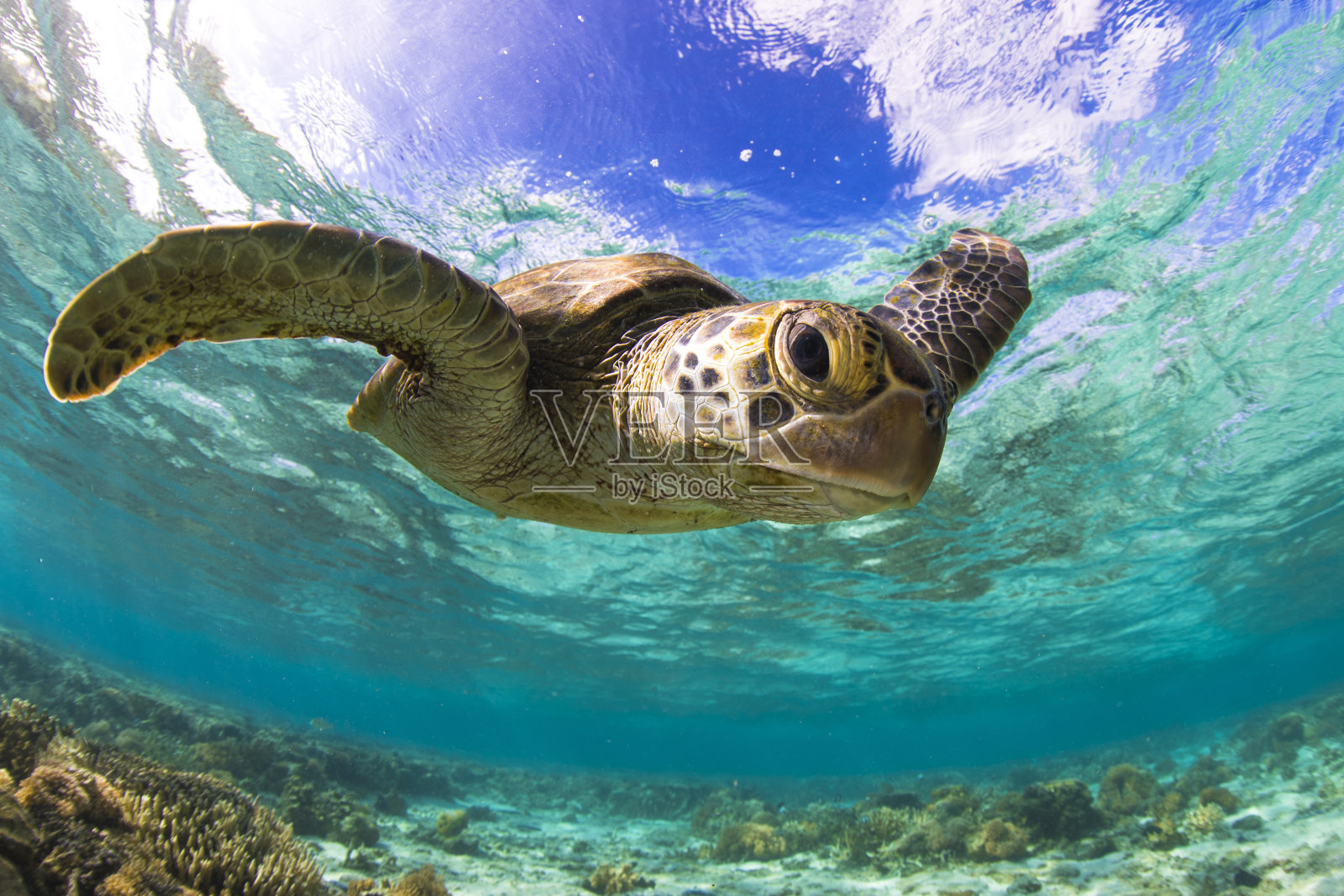 泻湖里的绿海龟。照片摄影图片