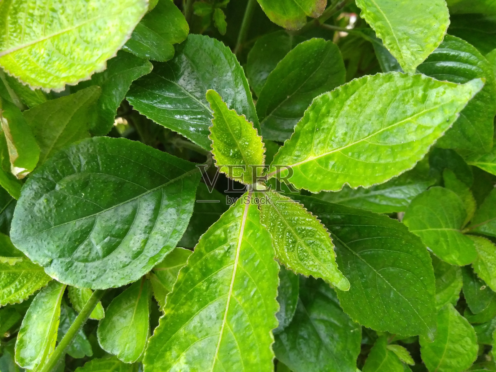 美丽的绿叶图片照片摄影图片