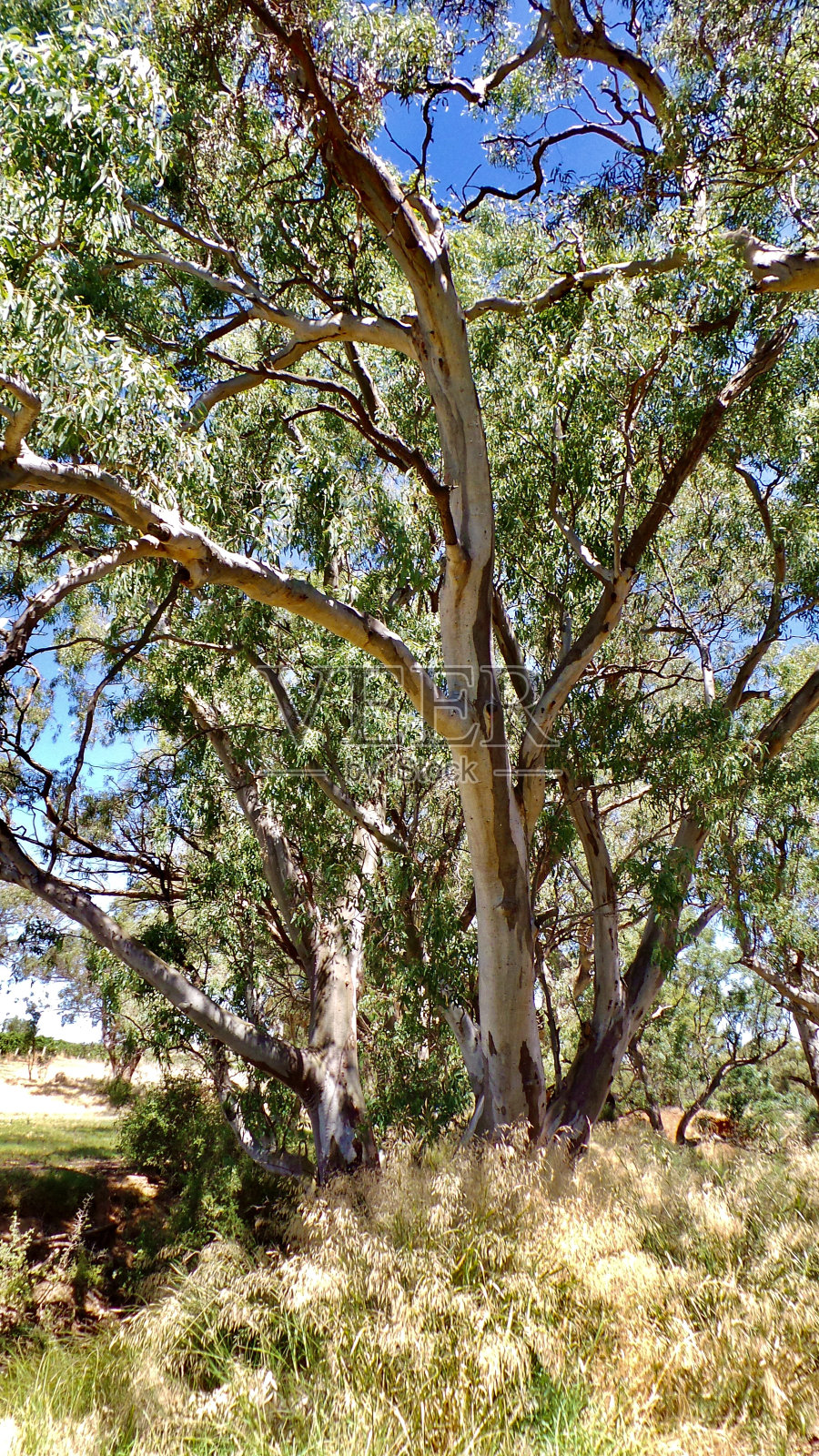 胶树照片摄影图片