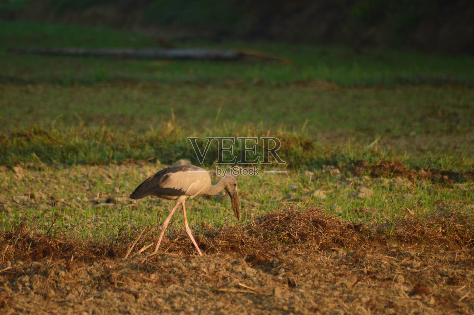 亚洲开嘴鸟在早晨美丽的光背景照片摄影图片