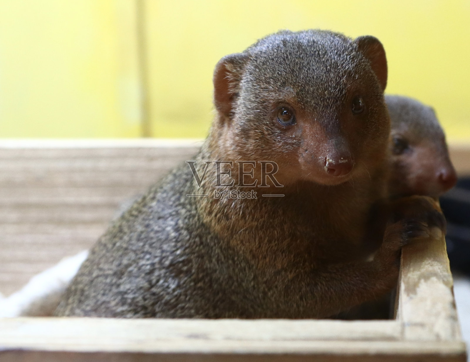 猫鼬在盒子里，看着相机照片摄影图片