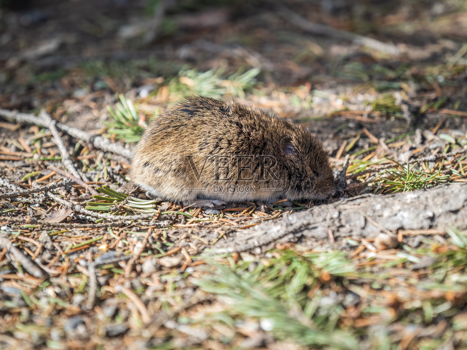 一只普通田鼠的特写，arvalis，在地面上有一个模糊的背景照片摄影图片