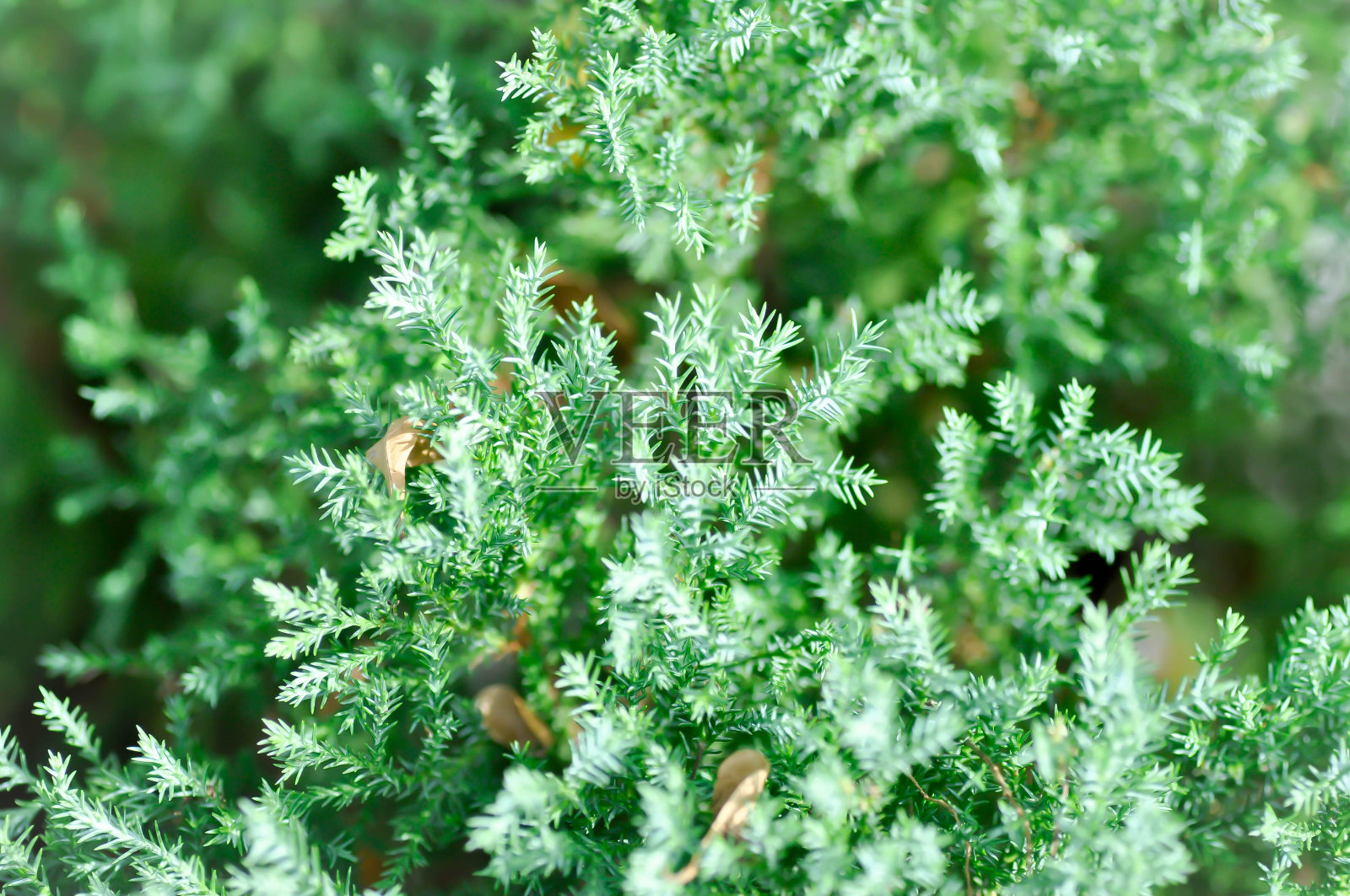 变叶木照片摄影图片