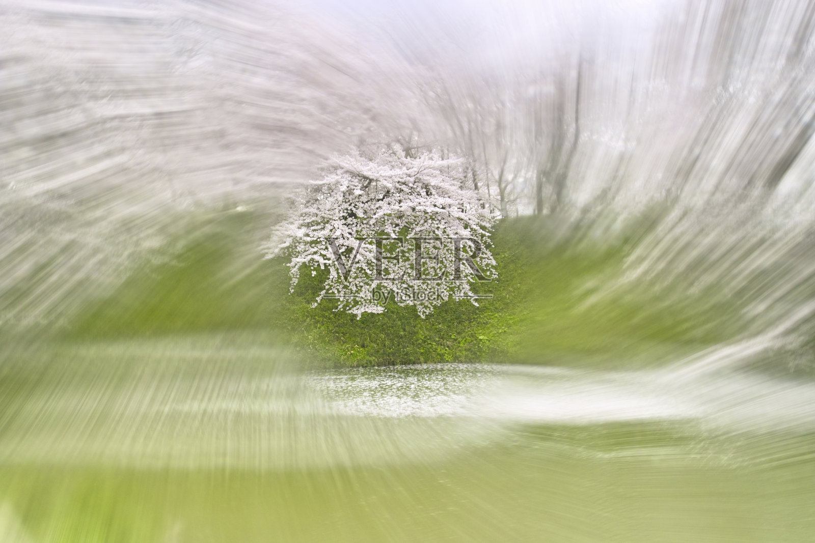 樱花照片摄影图片