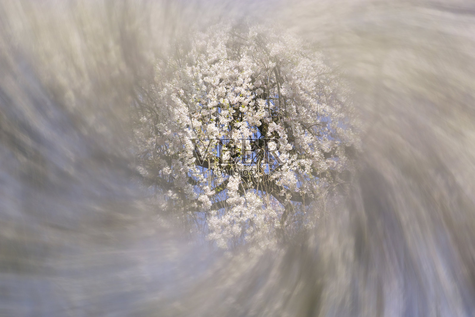 樱花照片摄影图片