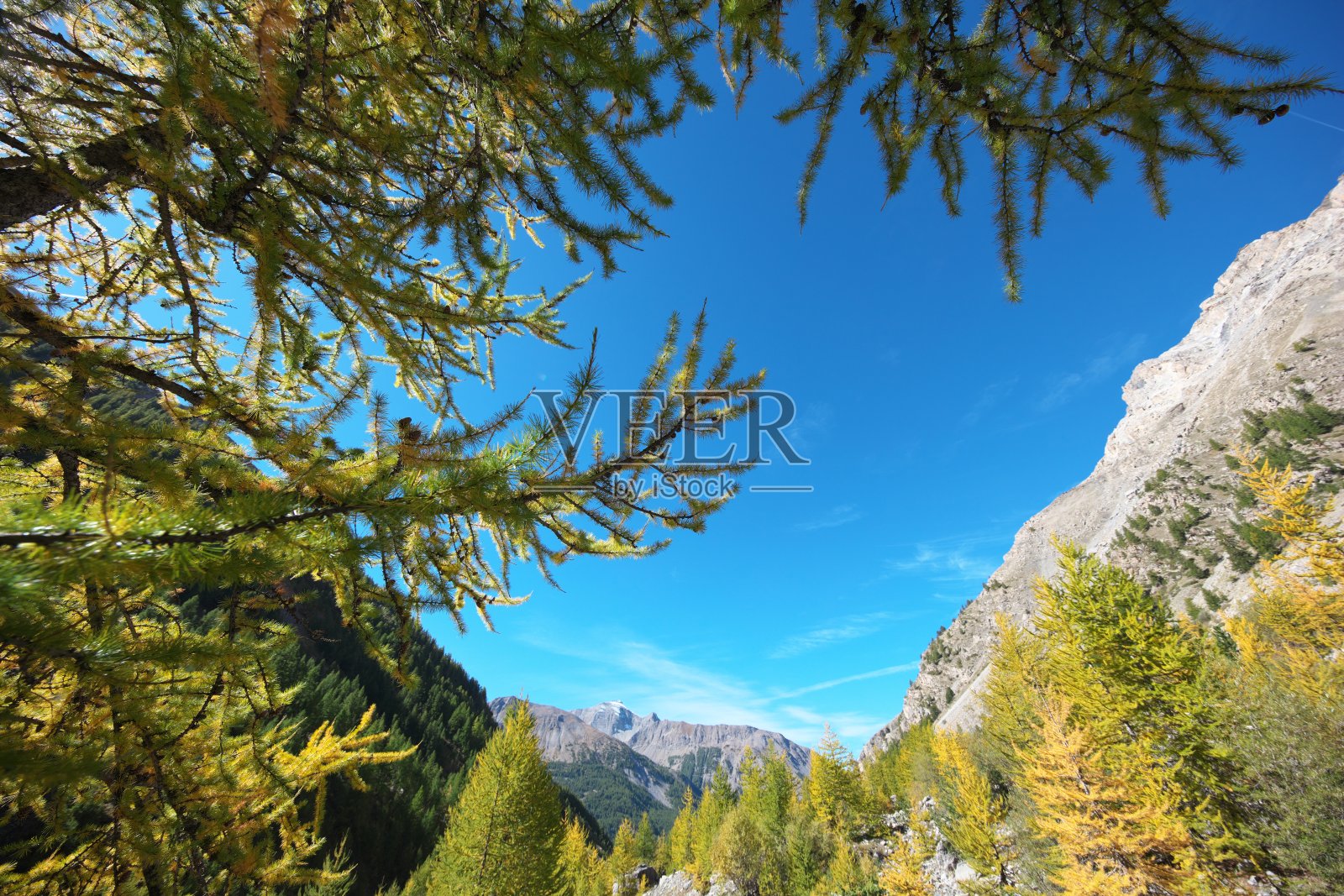 秋天落叶松的针叶;Bayasse照片摄影图片