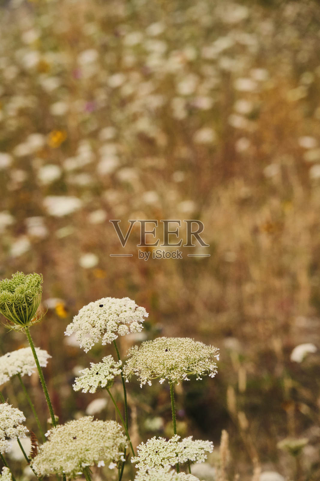 道库斯卡罗塔照片摄影图片