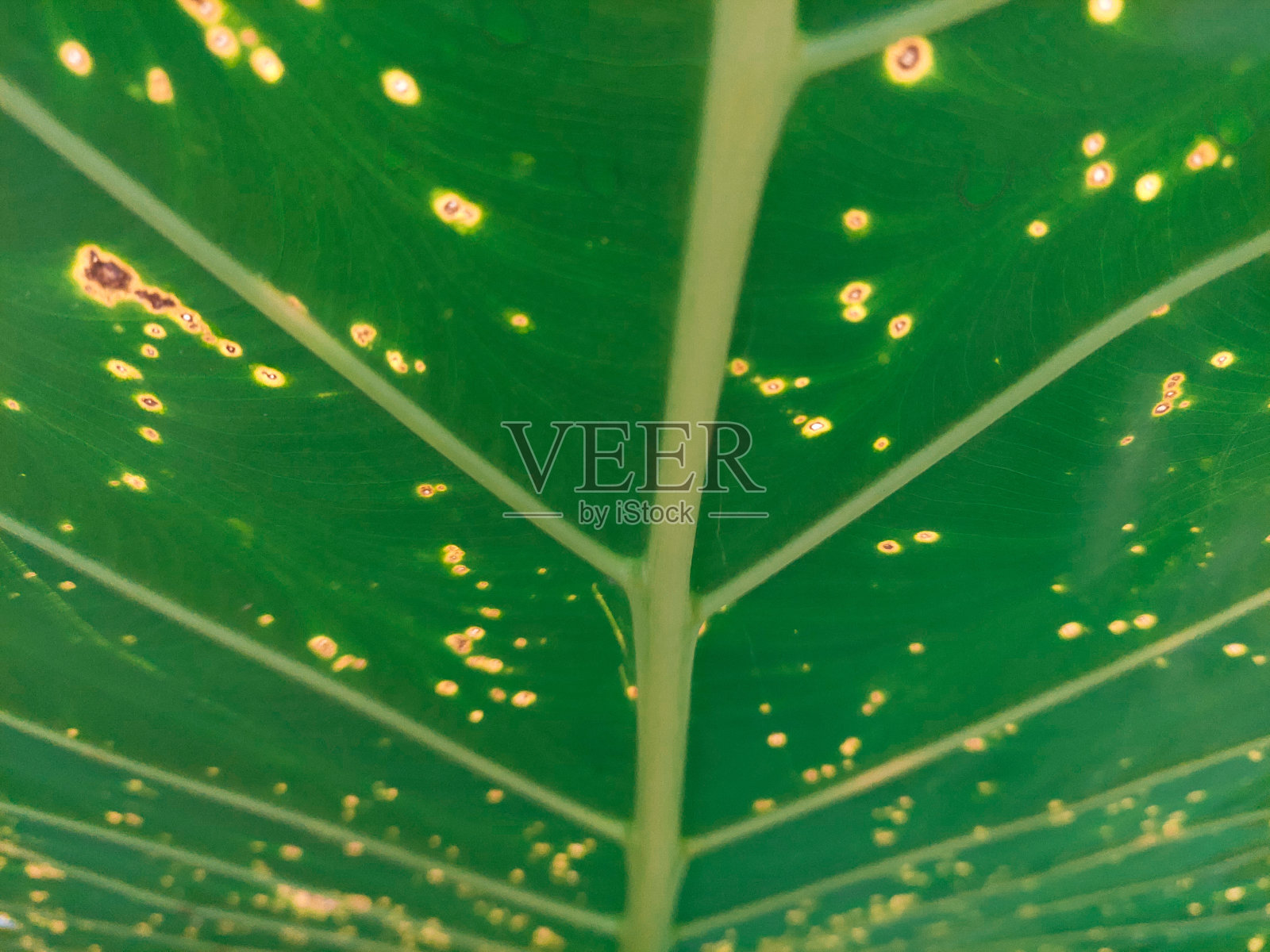 大地黄的叶片结构。大叶植物照片摄影图片