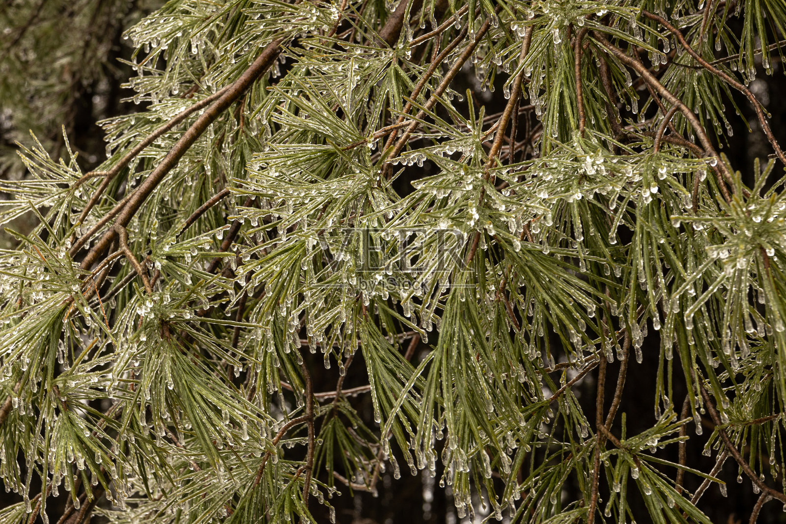 冰冻的松树照片摄影图片