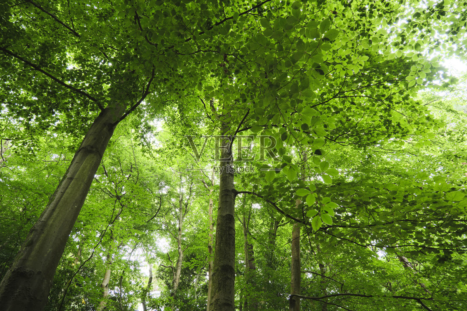 高耸入云的大树照片摄影图片