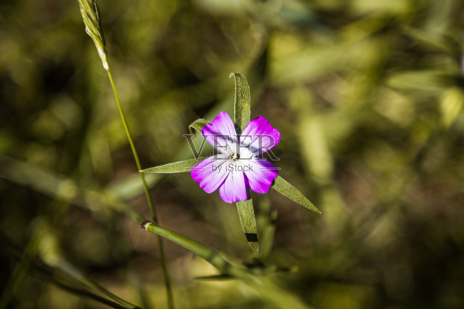紫色花朵孤立在绿色模糊的背景上照片摄影图片