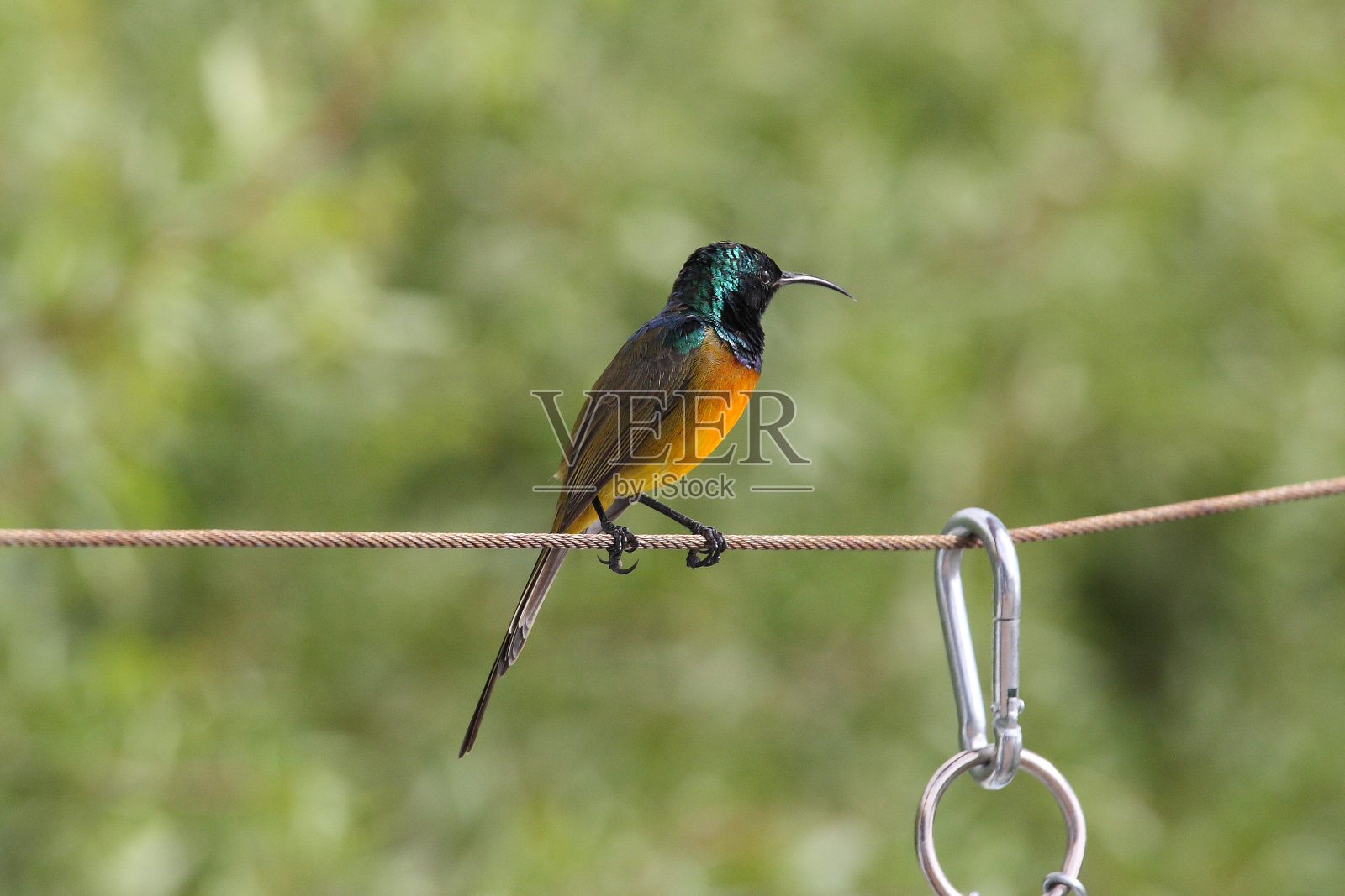 在南非西蒙镇观察到的雄性橙胸太阳鸟，Anthobaphes violacea照片摄影图片