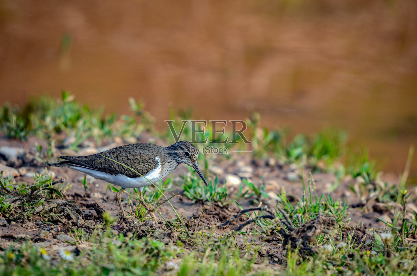 一只靠近水的矶鹬照片摄影图片