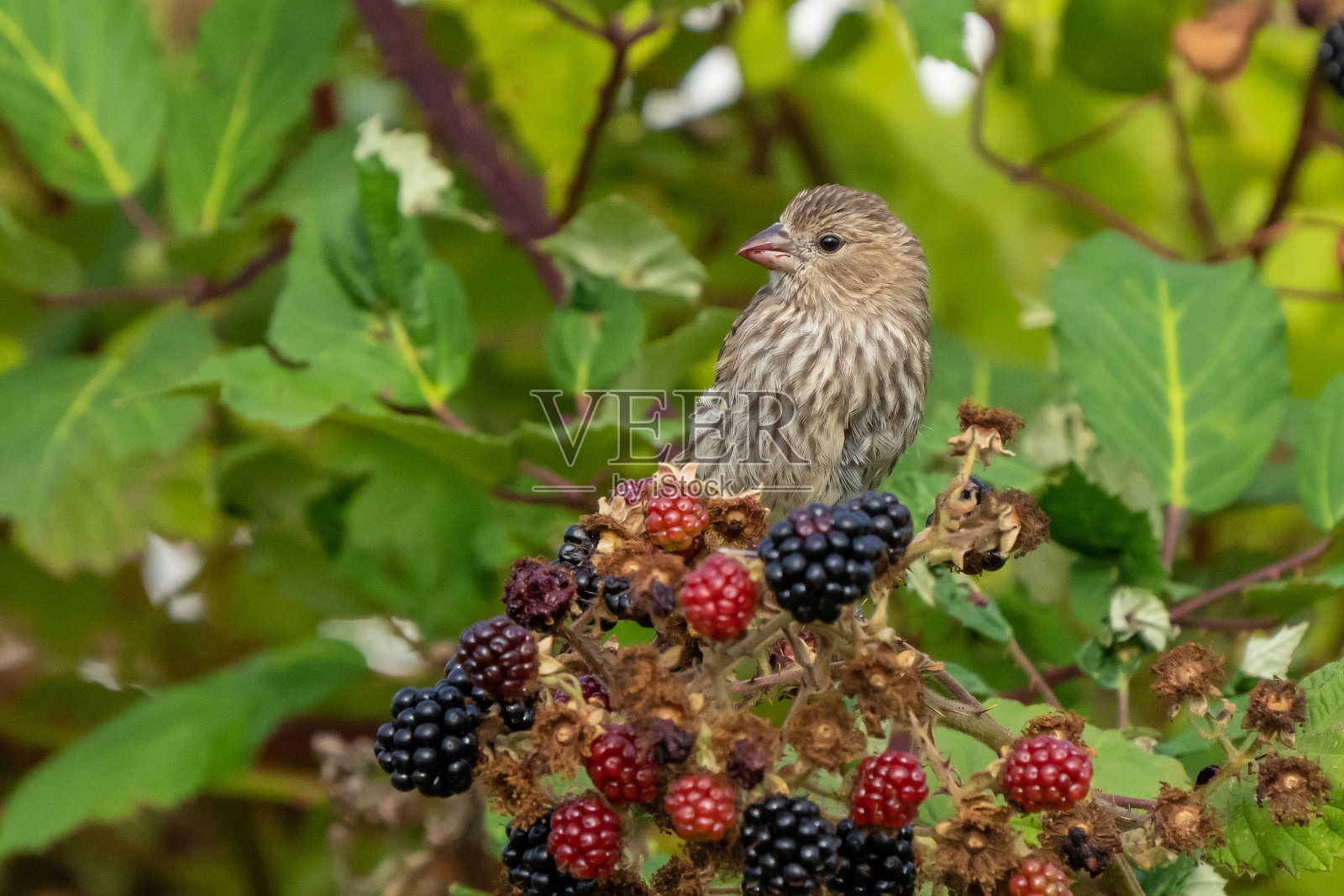 雀利用秋天的黑莓照片摄影图片