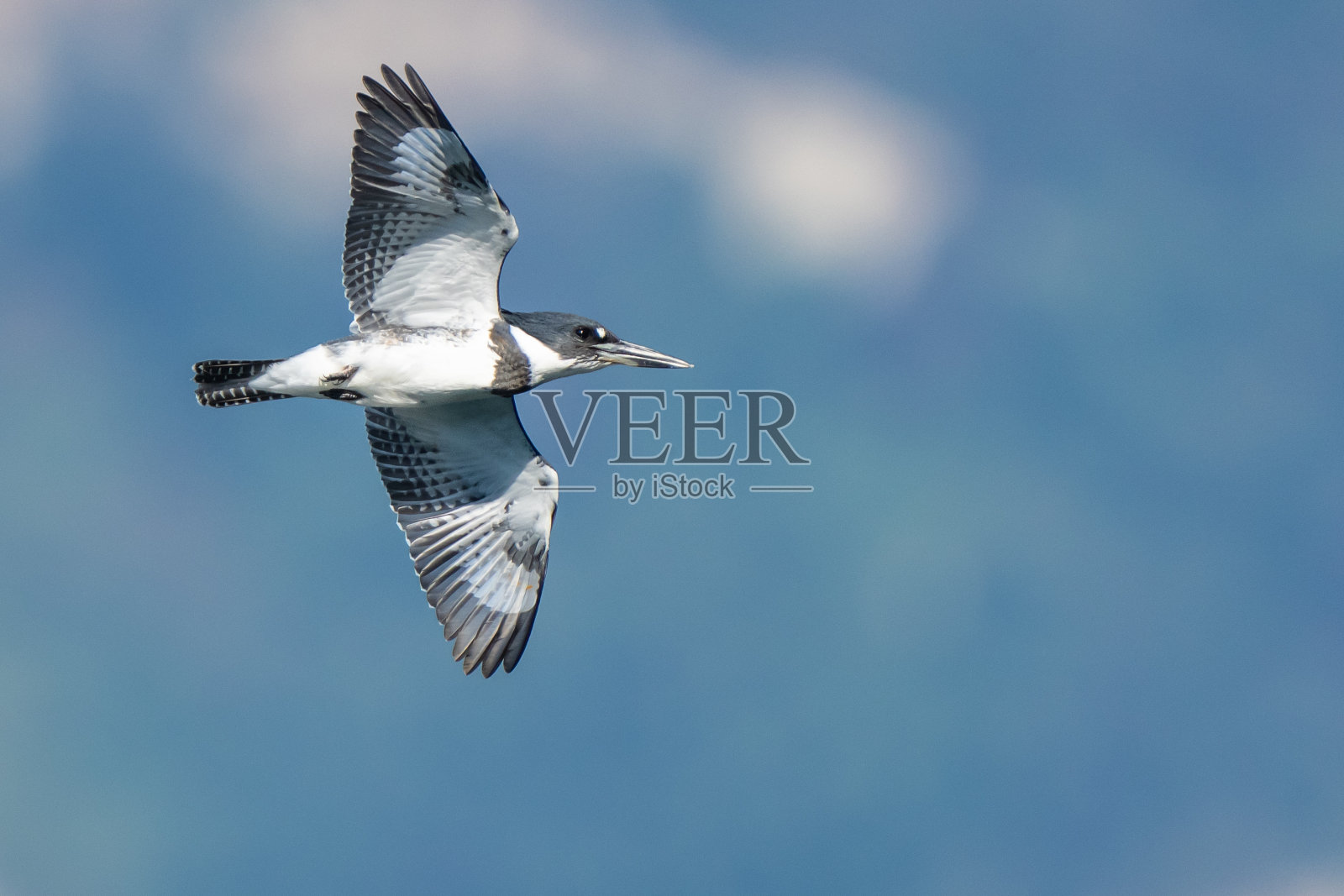 愤怒的带带翠鸟在飞行照片摄影图片