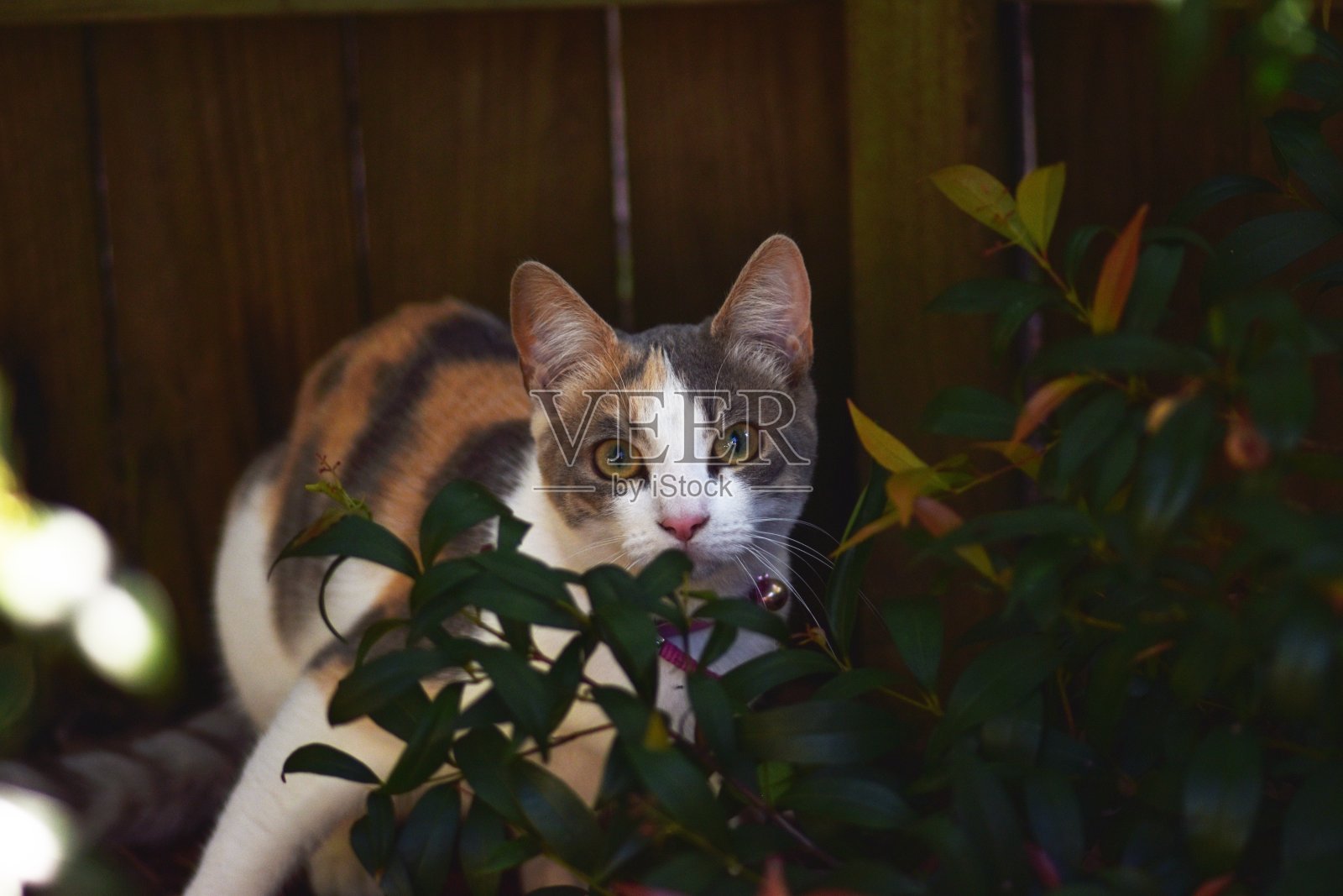 灌木丛中的猫照片摄影图片