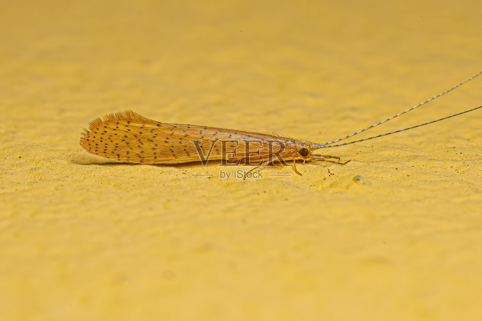 成人石蛾昆虫照片摄影图片