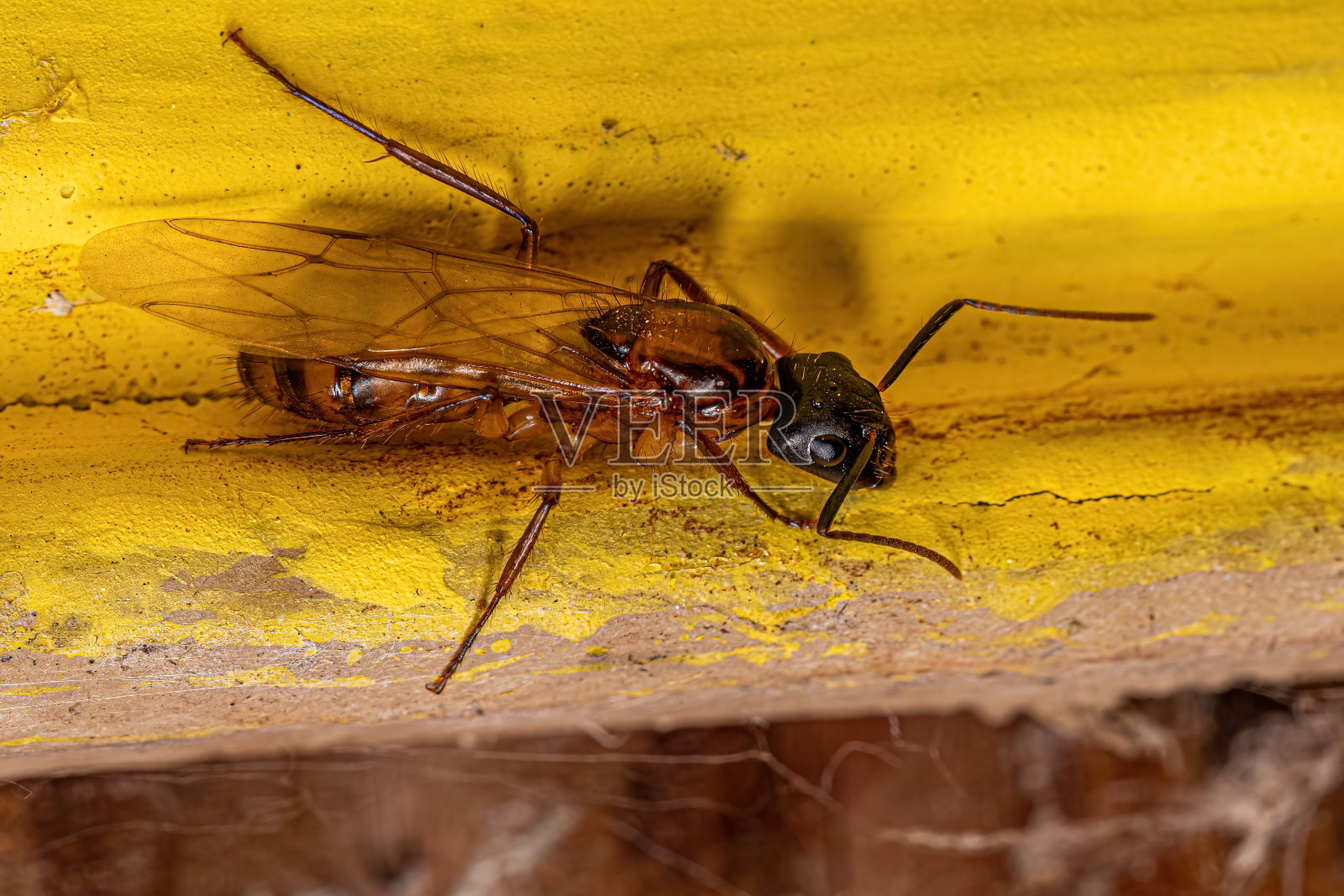 成年雌性木匠蚁后照片摄影图片