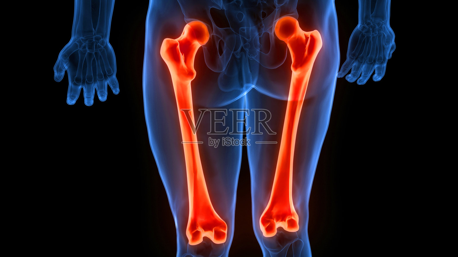 人体骨骼系统股骨关节解剖学照片摄影图片