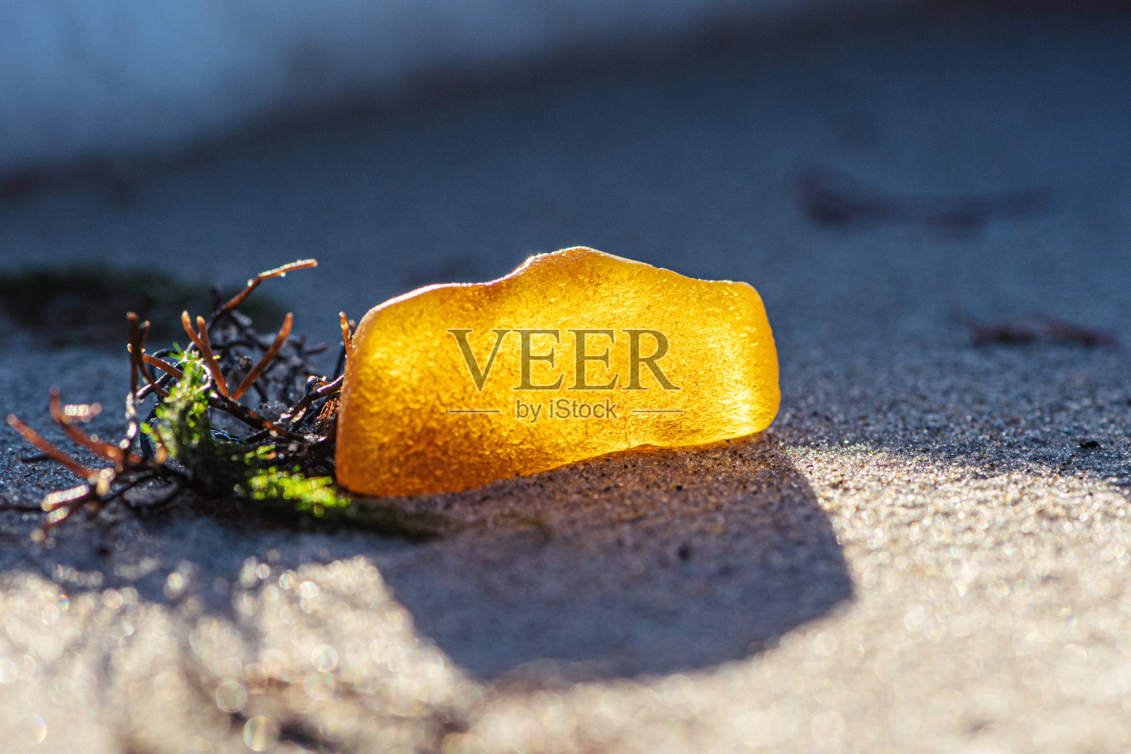 美丽的大块黄色琥珀在黑色和绿色的海藻或藻类照片摄影图片