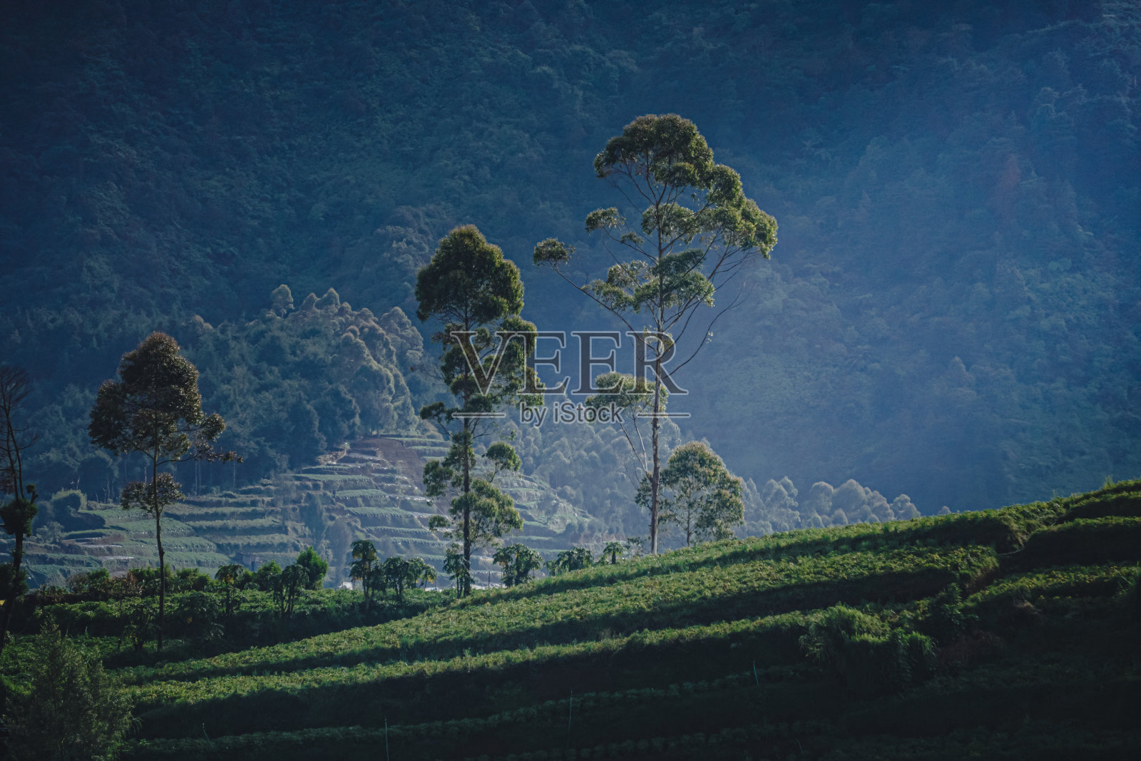 的菜地照片摄影图片