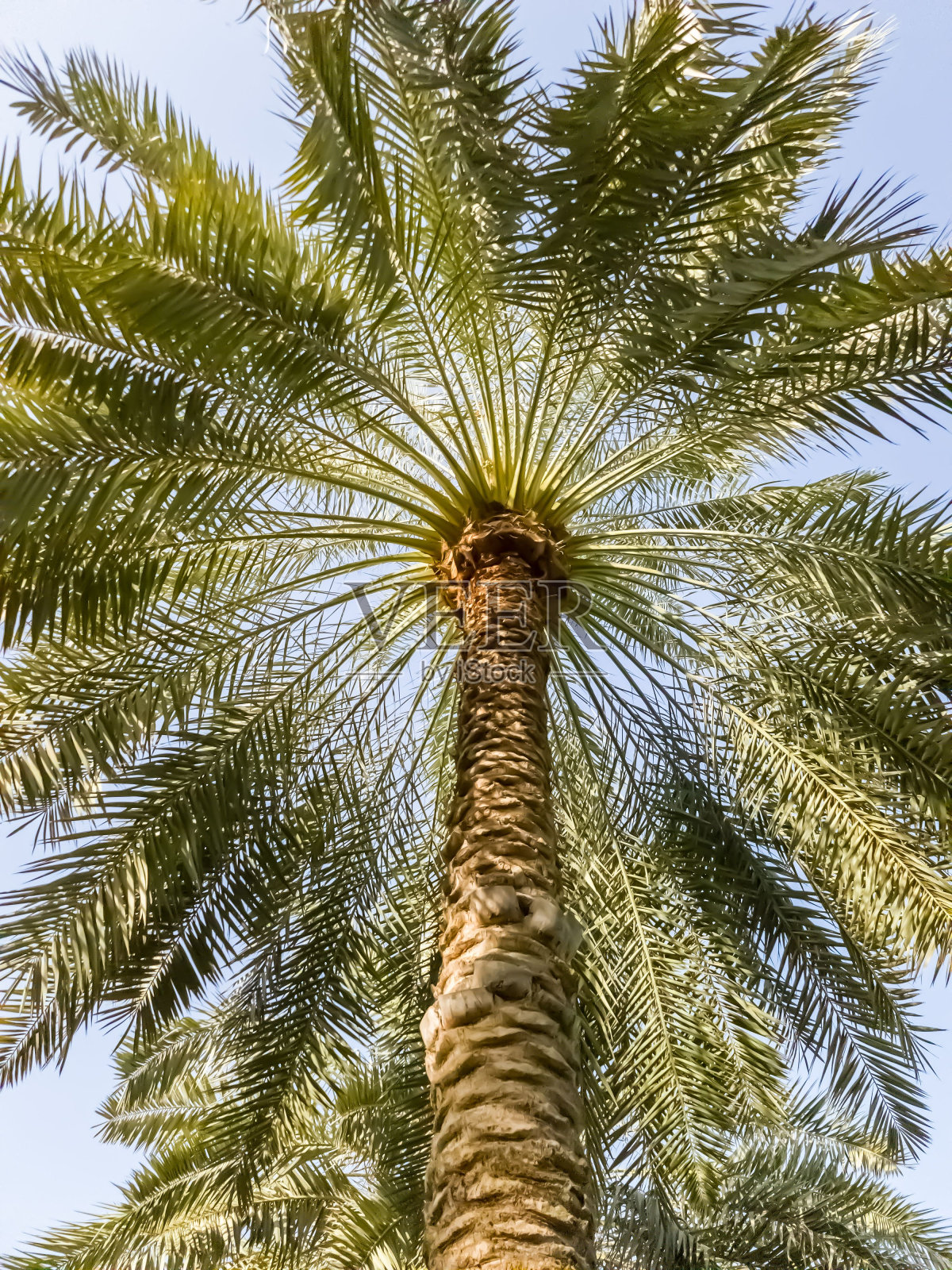 低角度的棕榈树，湛蓝的天空为背景照片摄影图片