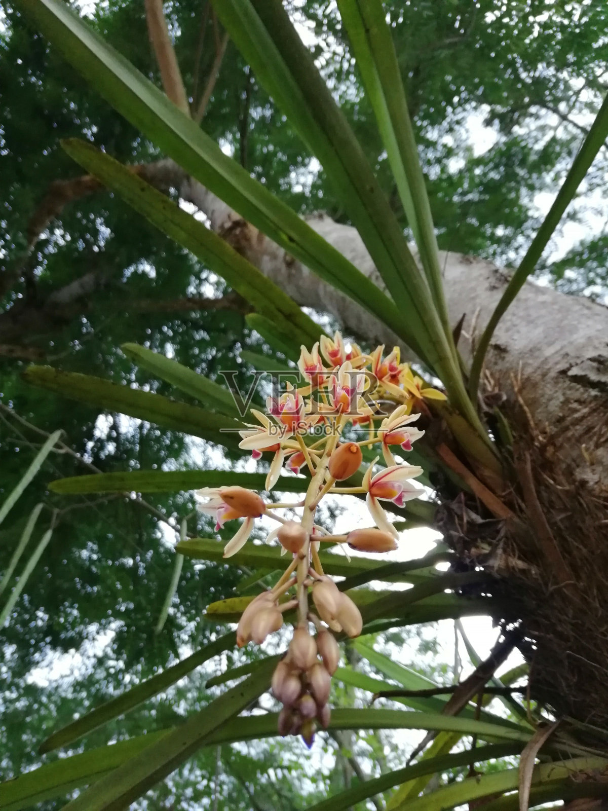 垂直低角度拍摄的船兰生长在树皮照片摄影图片