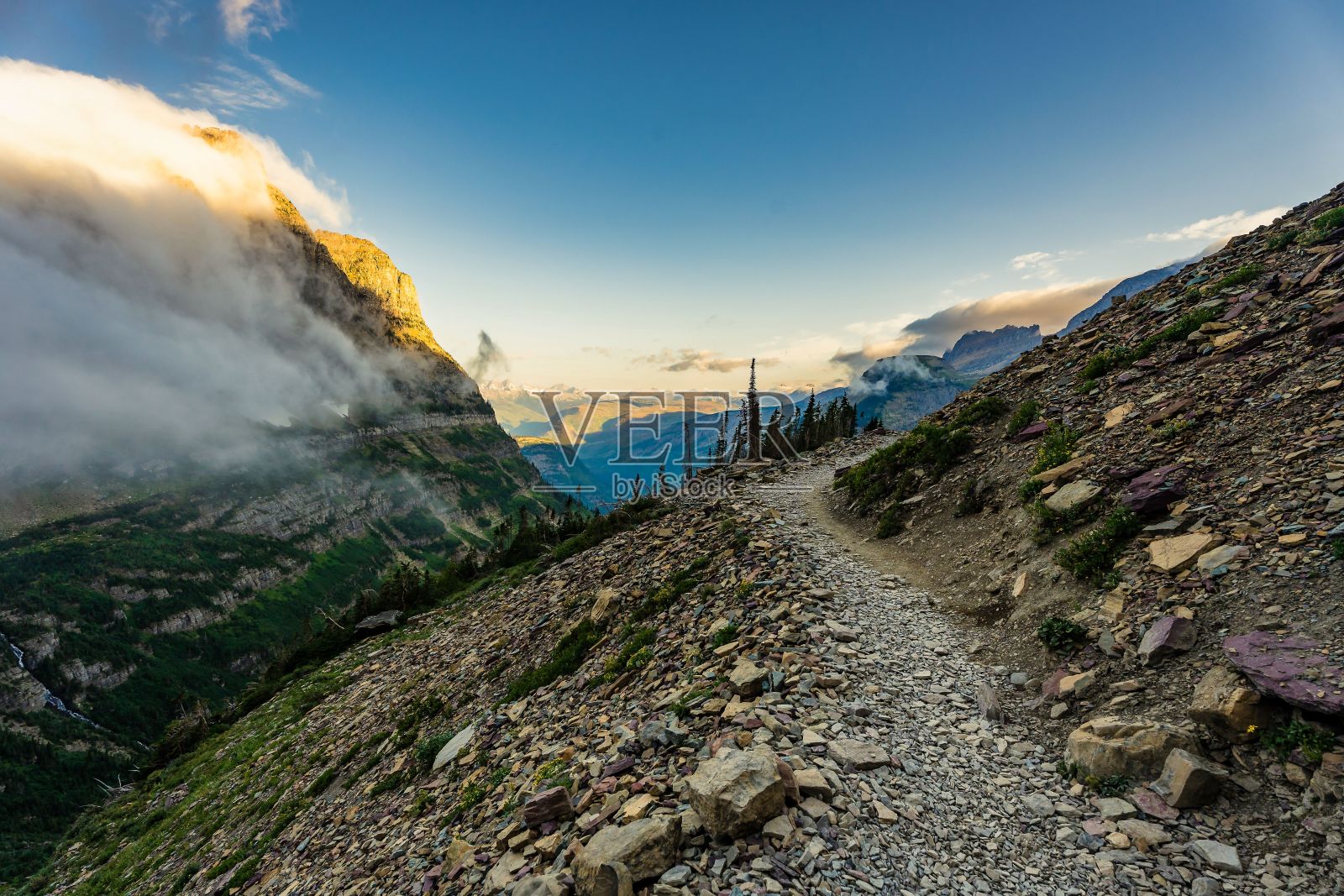 山地中灌木丛生的五叶草(Dasiphora fruticosa)自然景观照片摄影图片