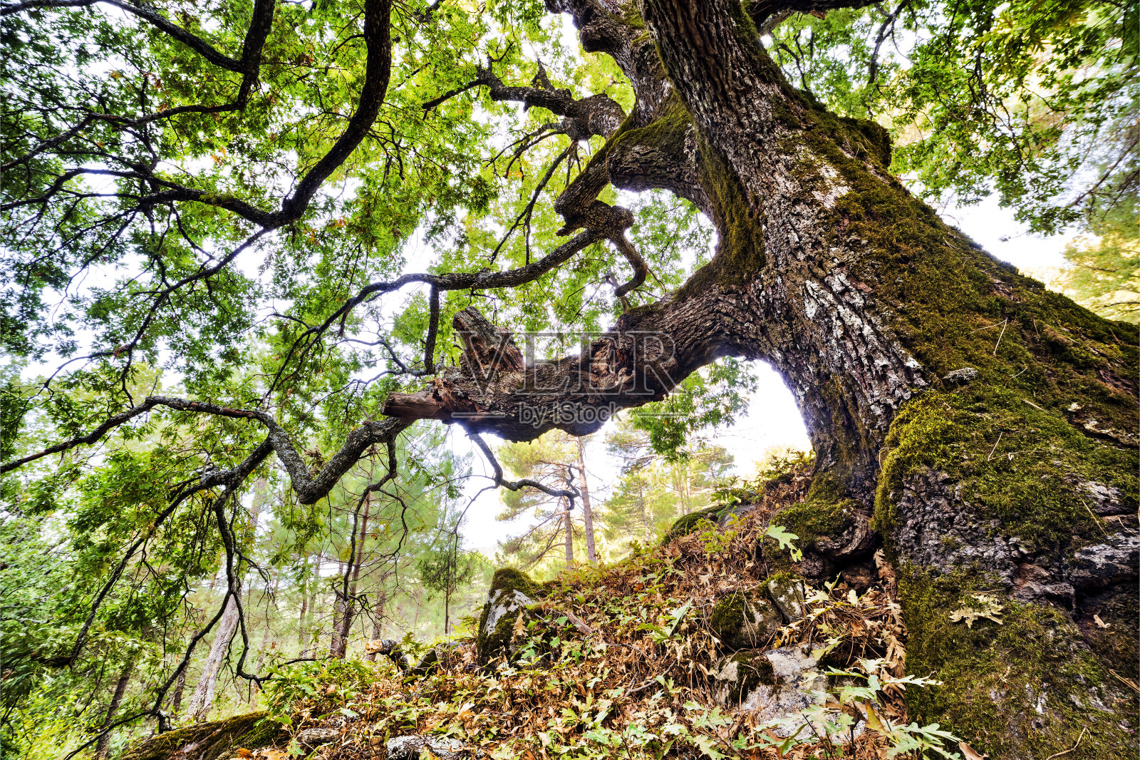 Garganta de la Graja报道照片摄影图片