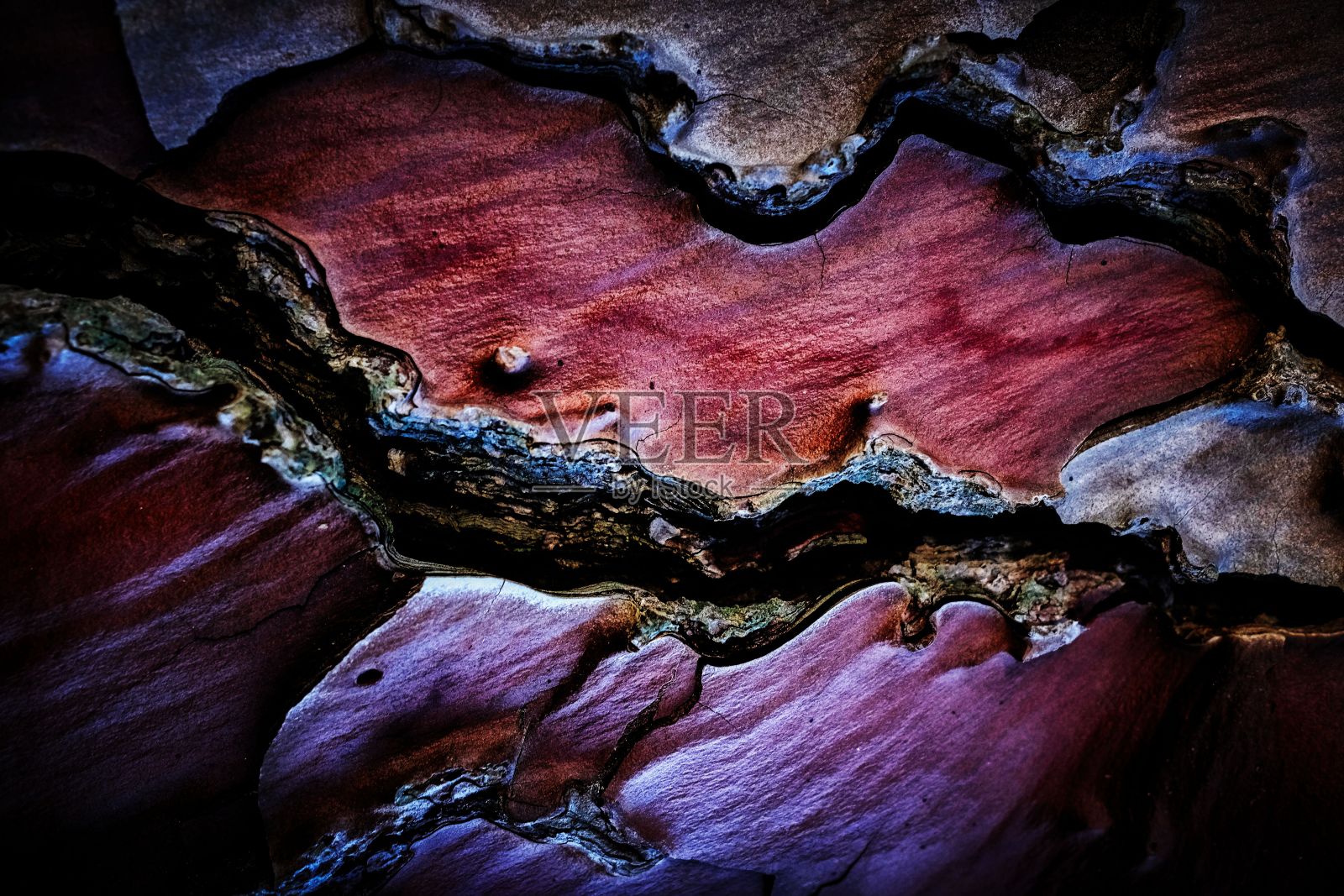 近距离拍摄的老树皮的纹理照片摄影图片