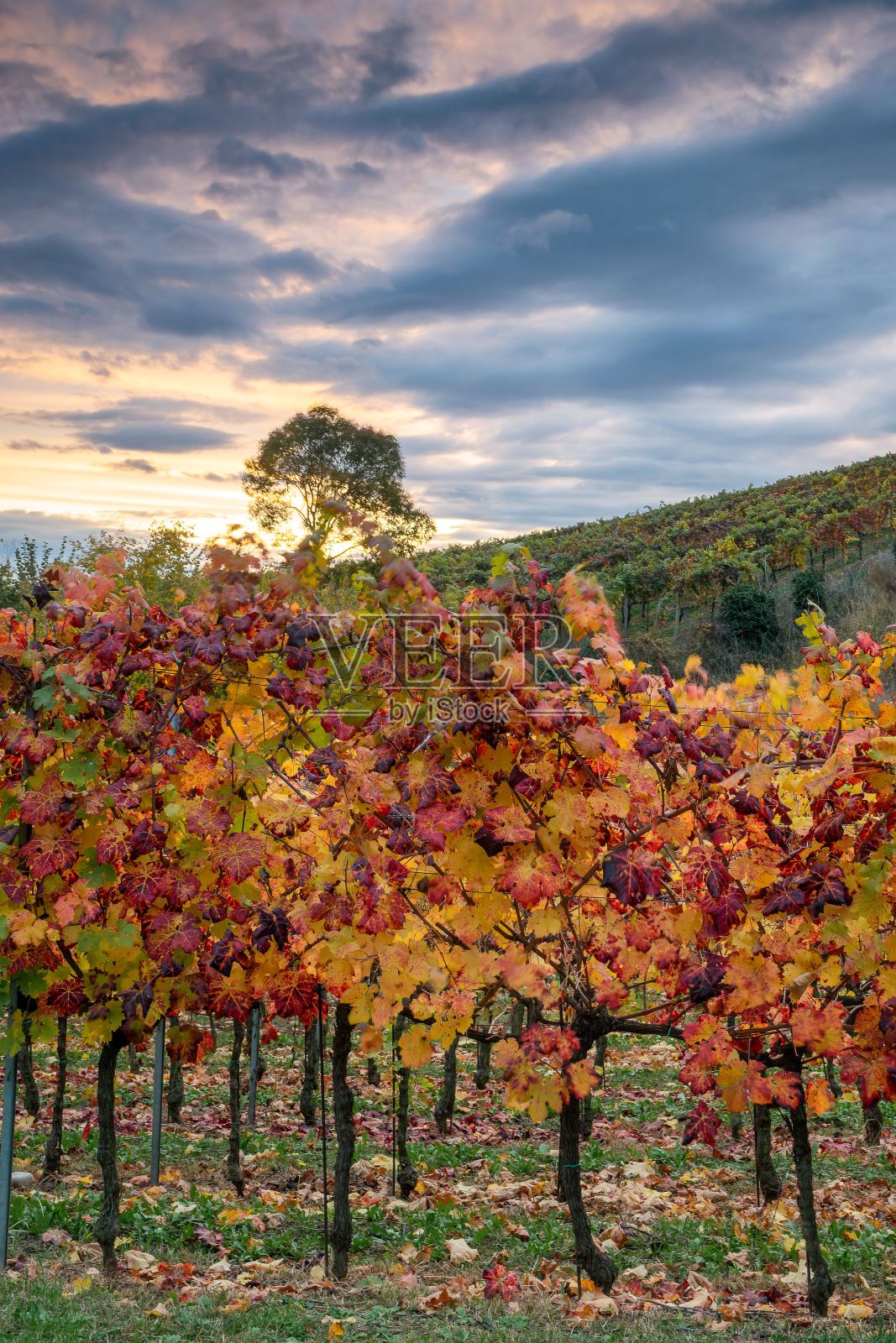垂直拍摄的葡萄园在秋天在科利阿索拉尼，意大利照片摄影图片