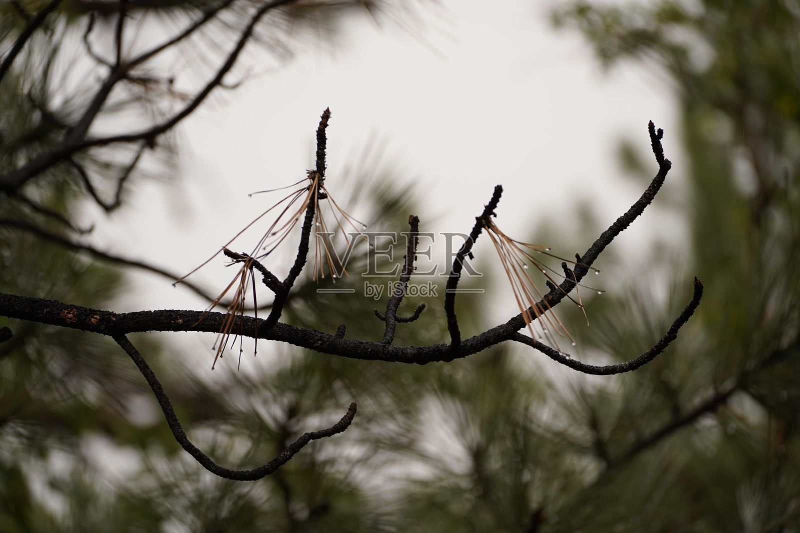 一棵常绿树枝浸湿在宏照片摄影图片