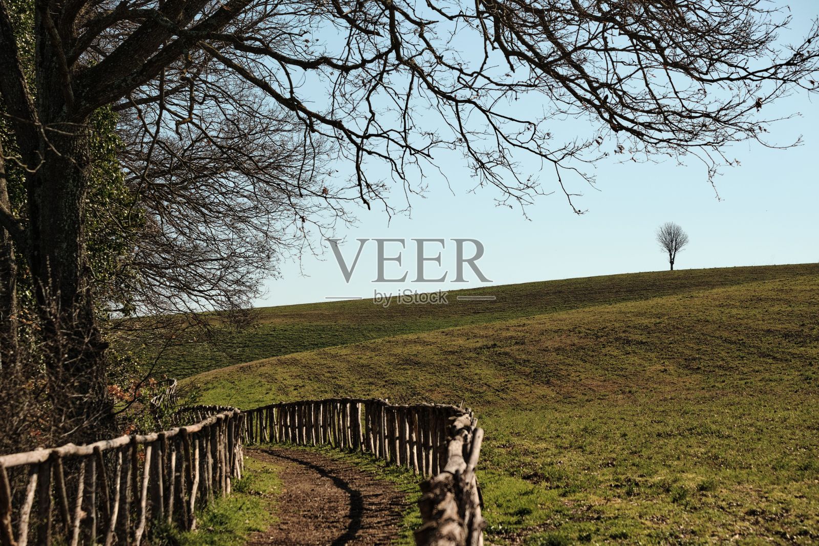 在蓝色的天空背景下，田野上有一条小路和一棵光秃秃的树照片摄影图片