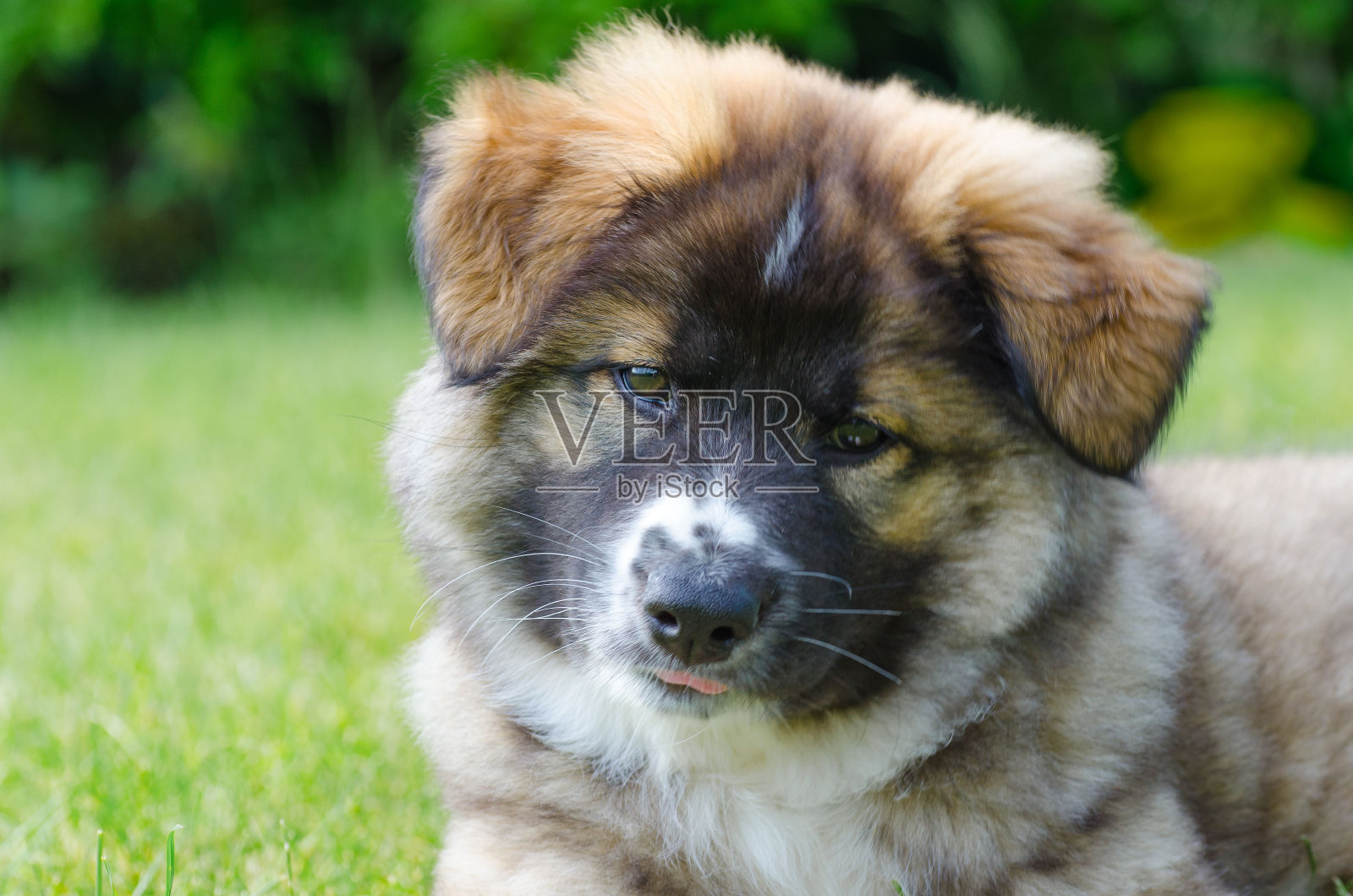 可爱的冰岛牧羊犬小狗躺在绿色的草地上