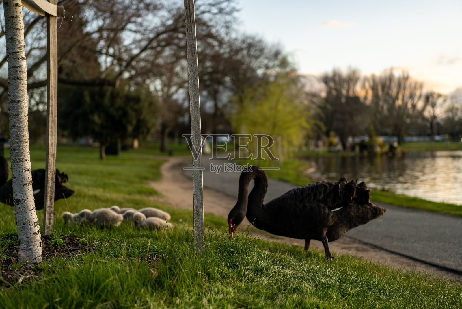 温德里湖岸边的一群天鹅照片摄影图片