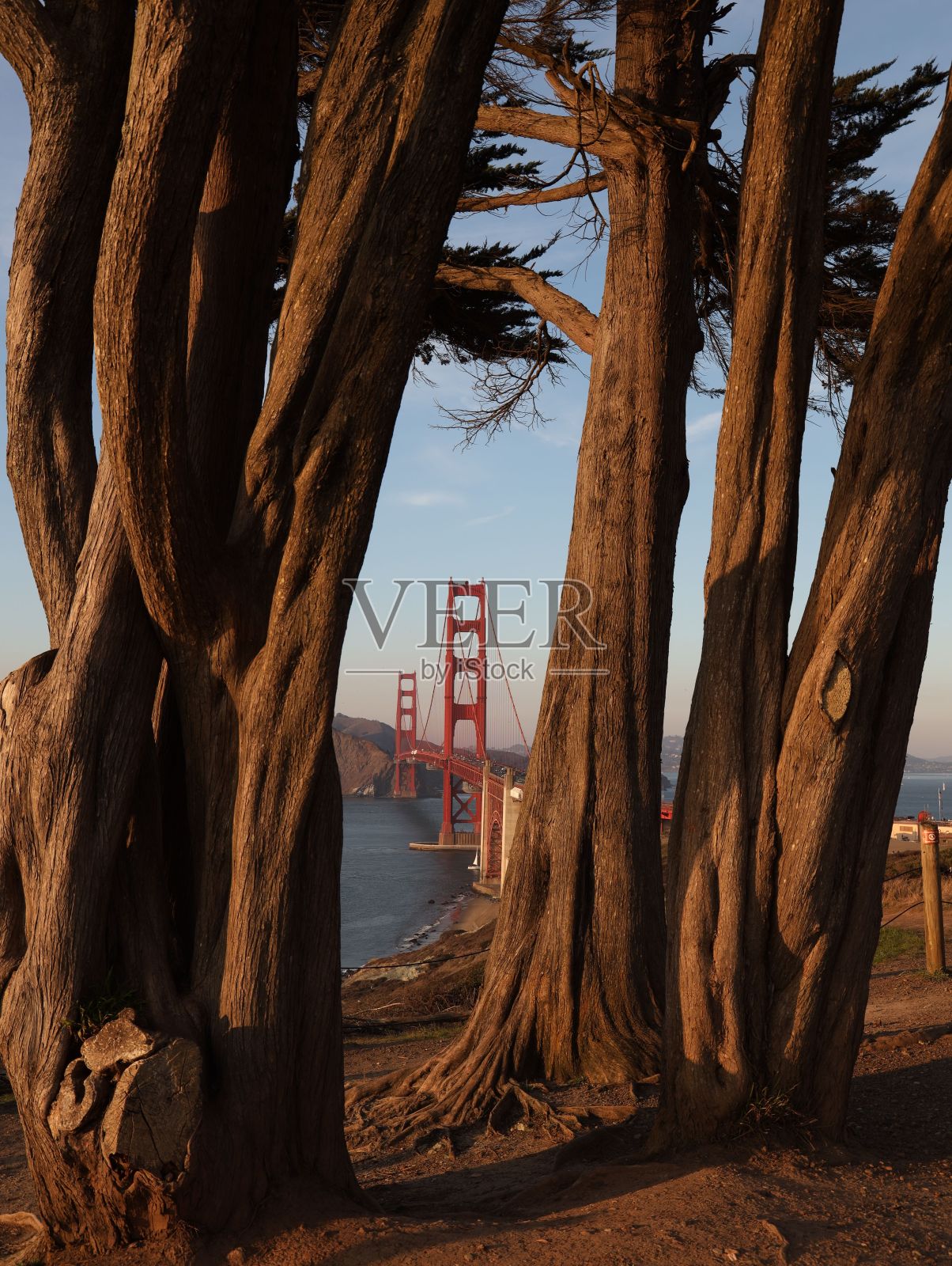 夕阳下的金门大桥透过柏树的垂直拍摄照片摄影图片