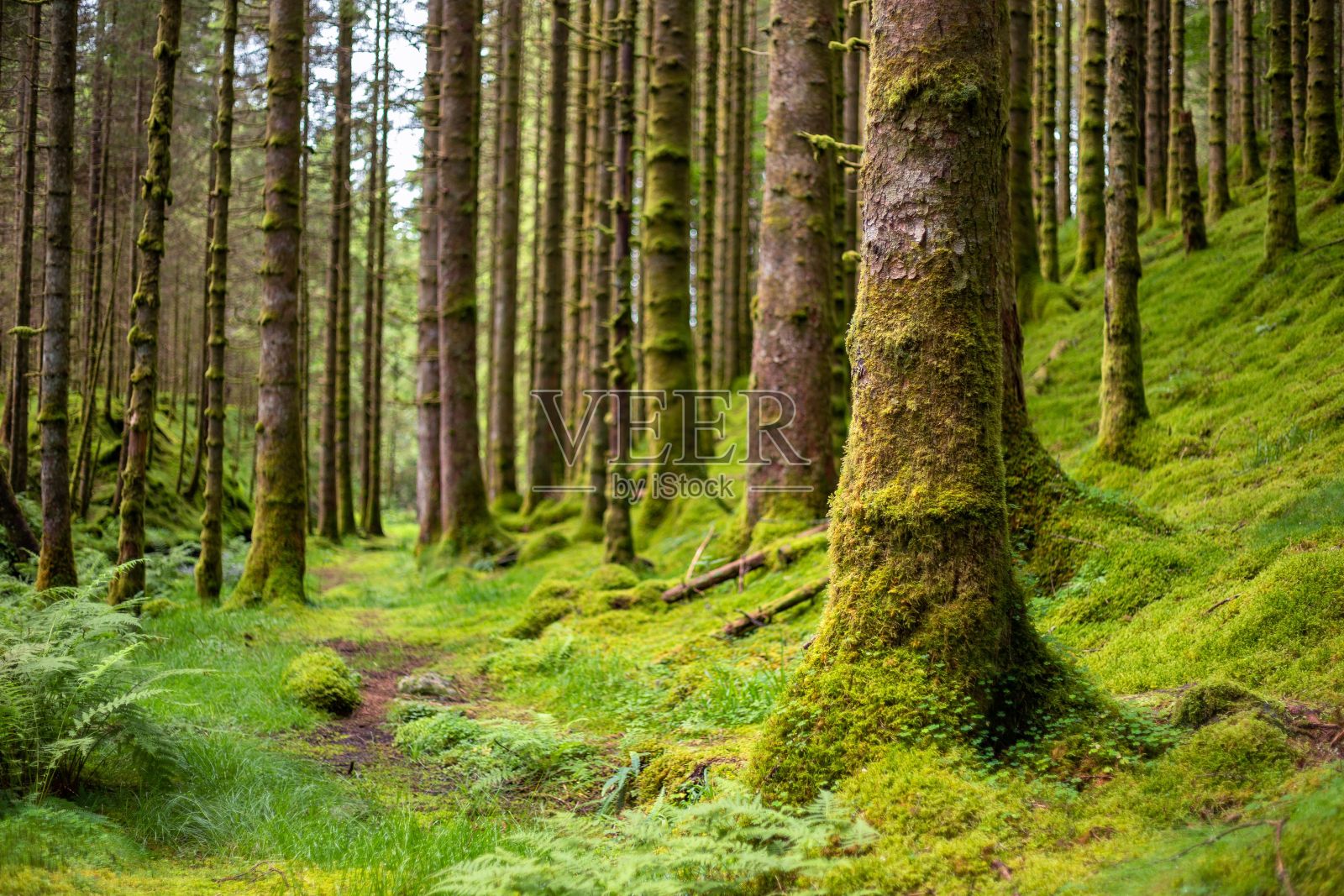 长满青苔的森林景观照片摄影图片