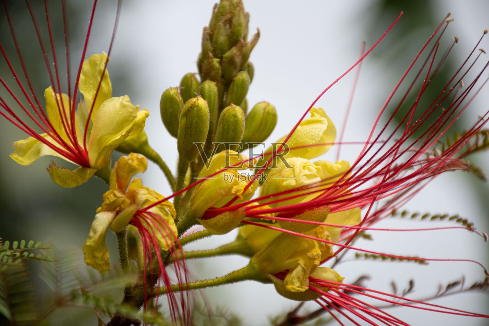 在模糊的背景上选择聚焦矢车菊芽照片摄影图片