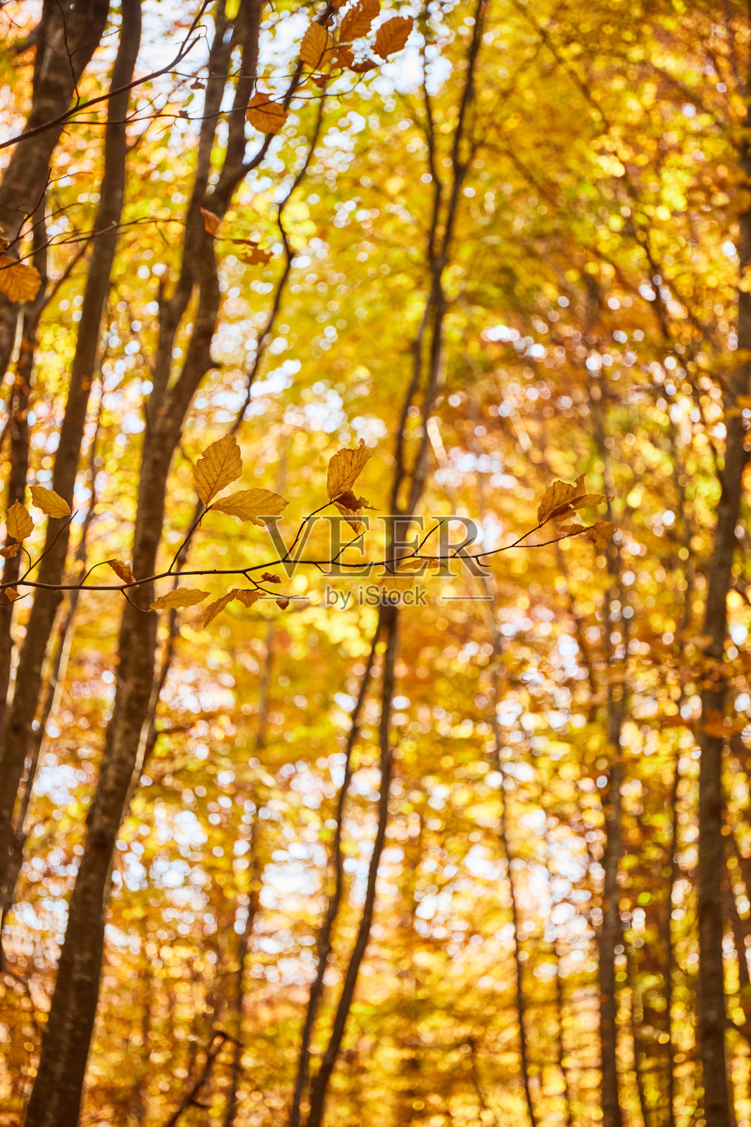 温暖的阳光透过金色的树叶。乌克兰喀尔巴阡山脉的森林。Borzhava山脊的步行和徒步小径。秋天喀尔巴阡山脉的乡村地区照片摄影图片