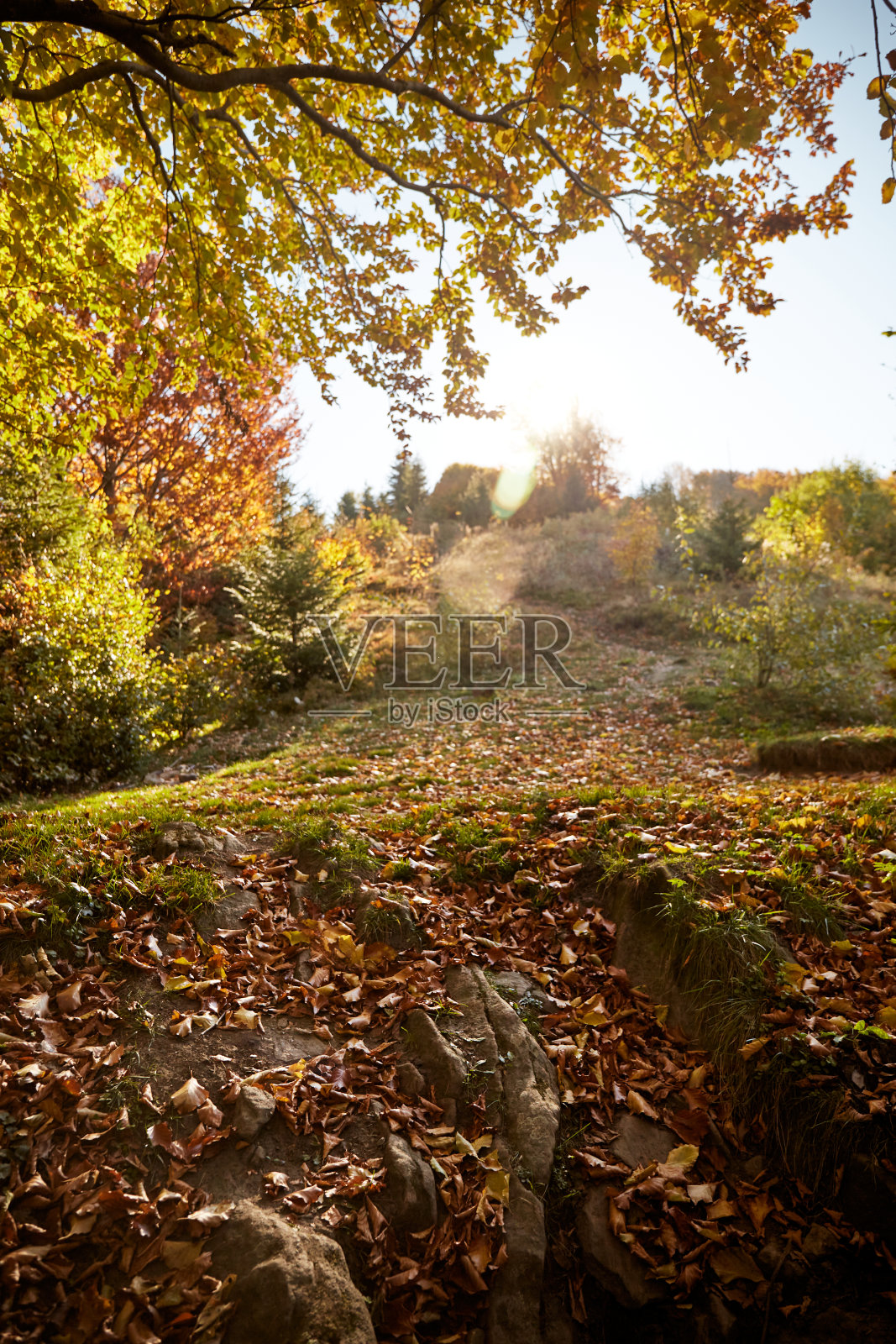 秋天森林里的小径。喀尔巴阡山脉,乌克兰。Borzhava山脊的步行和徒步小径。秋天喀尔巴阡山脉的乡村地区照片摄影图片