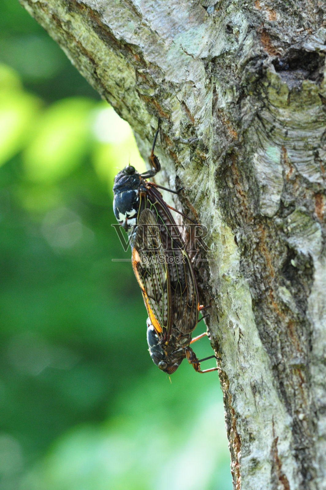 树上昆虫特写镜头照片摄影图片