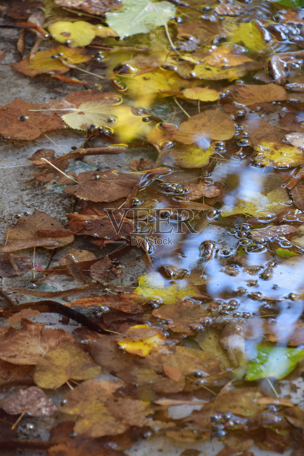 秋叶漂浮在喷泉的水中照片摄影图片