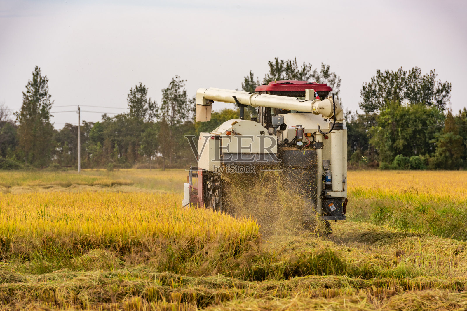 稻田中收割水稻的农业机械照片摄影图片