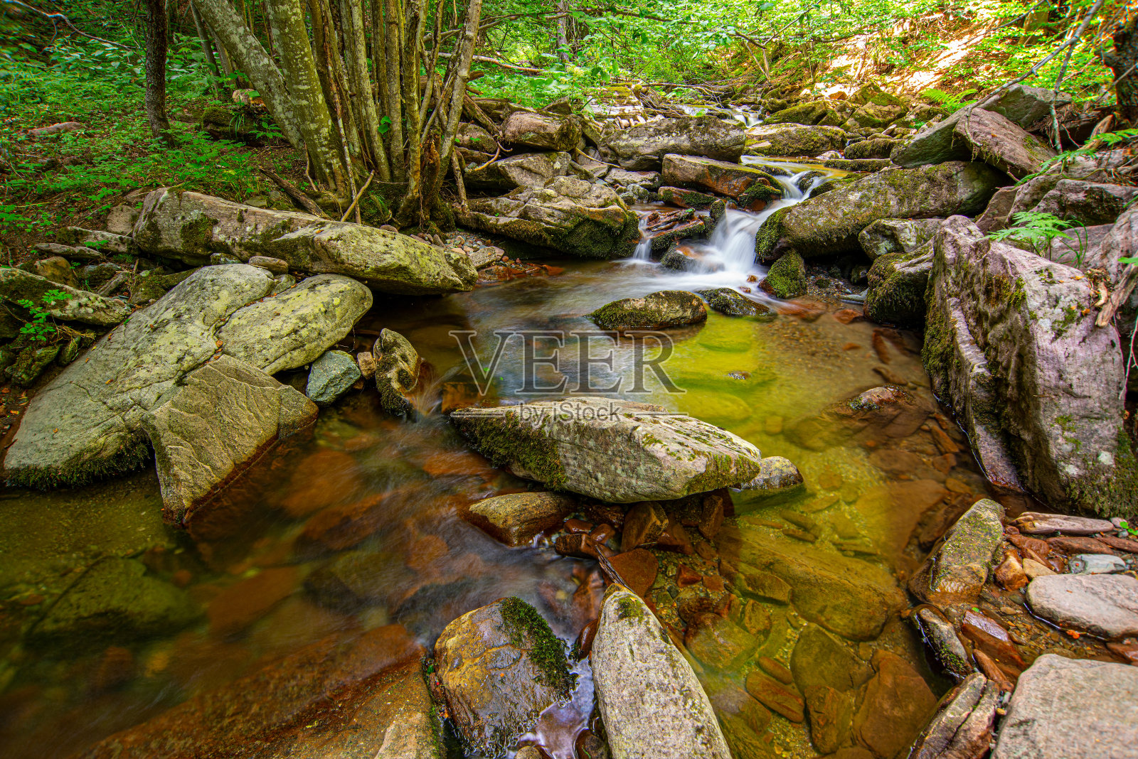 塞尔维亚森林里清澈的山涧照片摄影图片