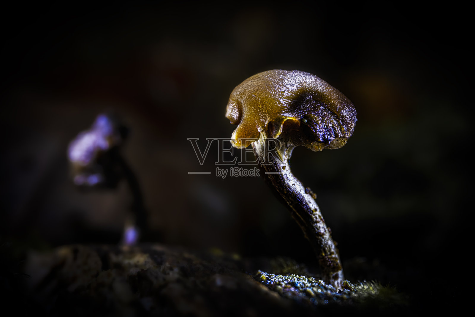 蘑菇的光绘照片摄影图片