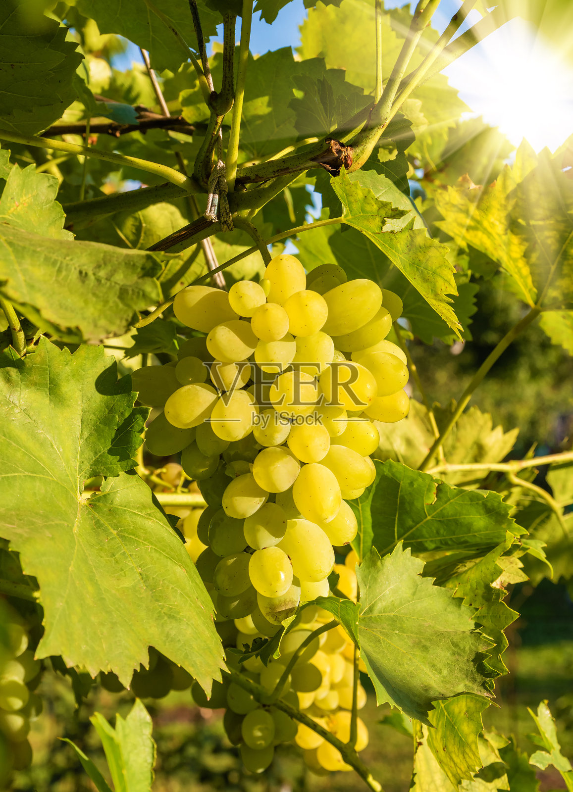 一串白葡萄照片摄影图片